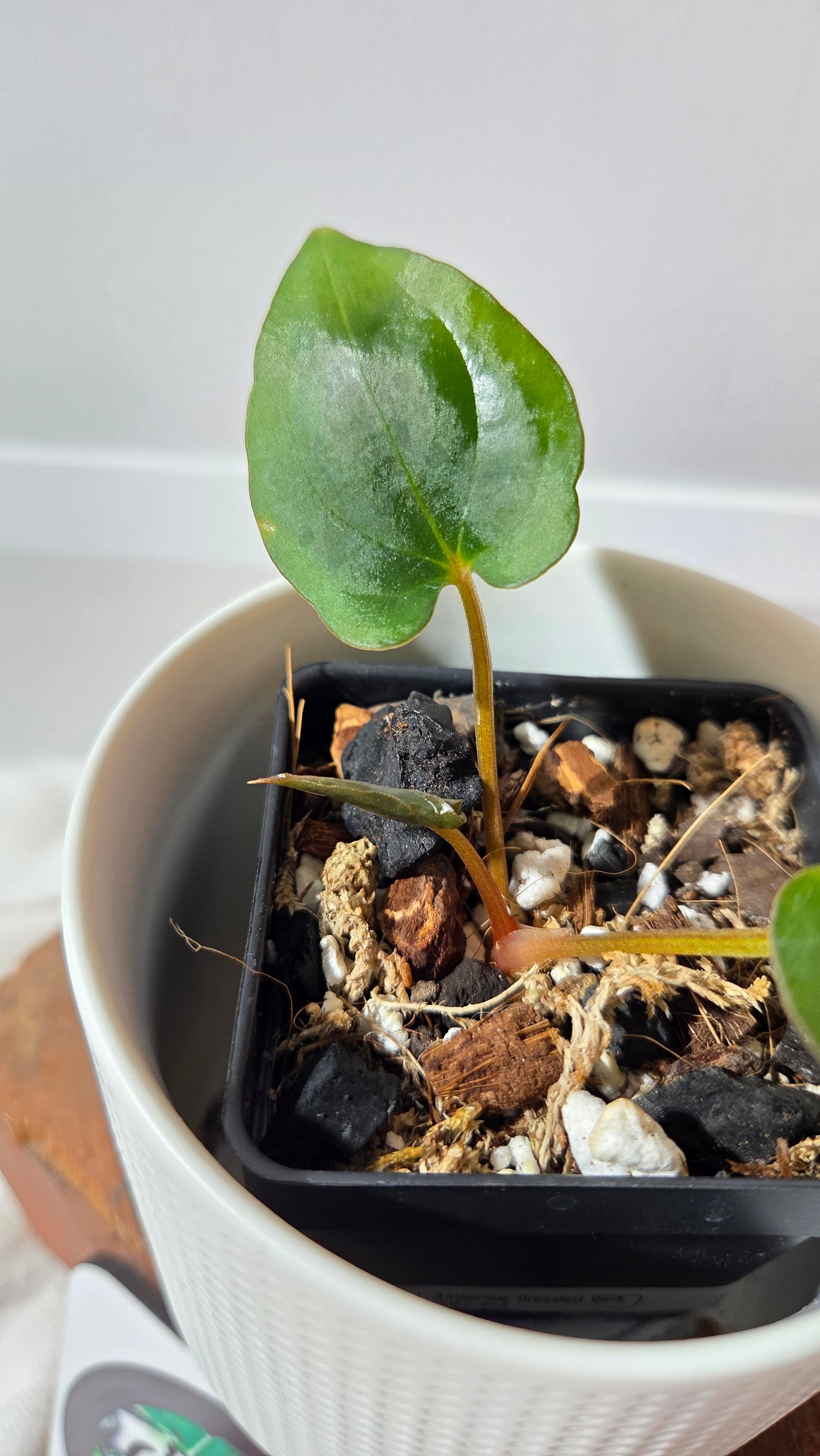 Anthurium Dressleri dark "format PETIT" (ANT-646)