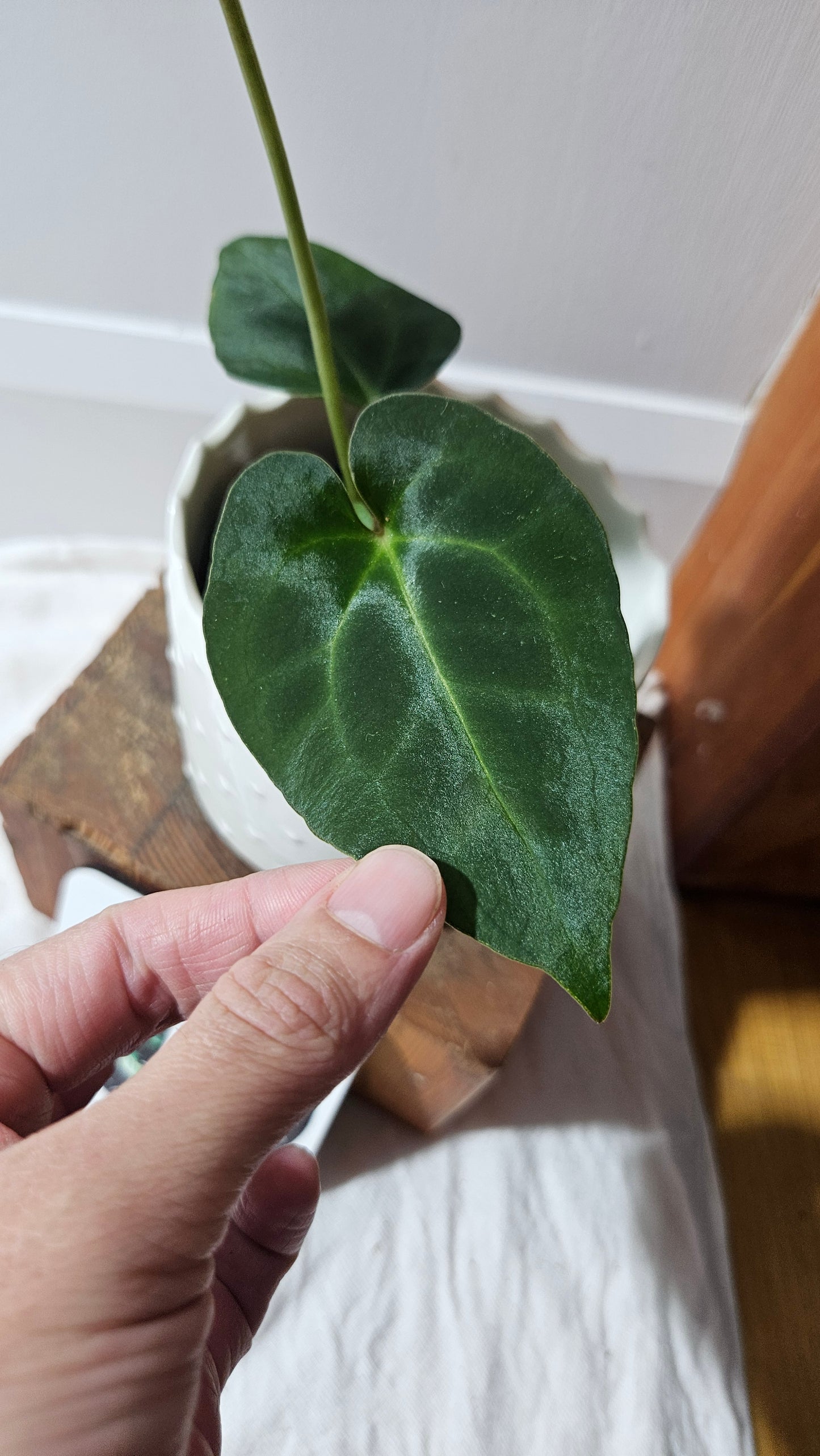 Anthurium Besseae Blue Special Aff "Format MOYEN" (ANT-614)