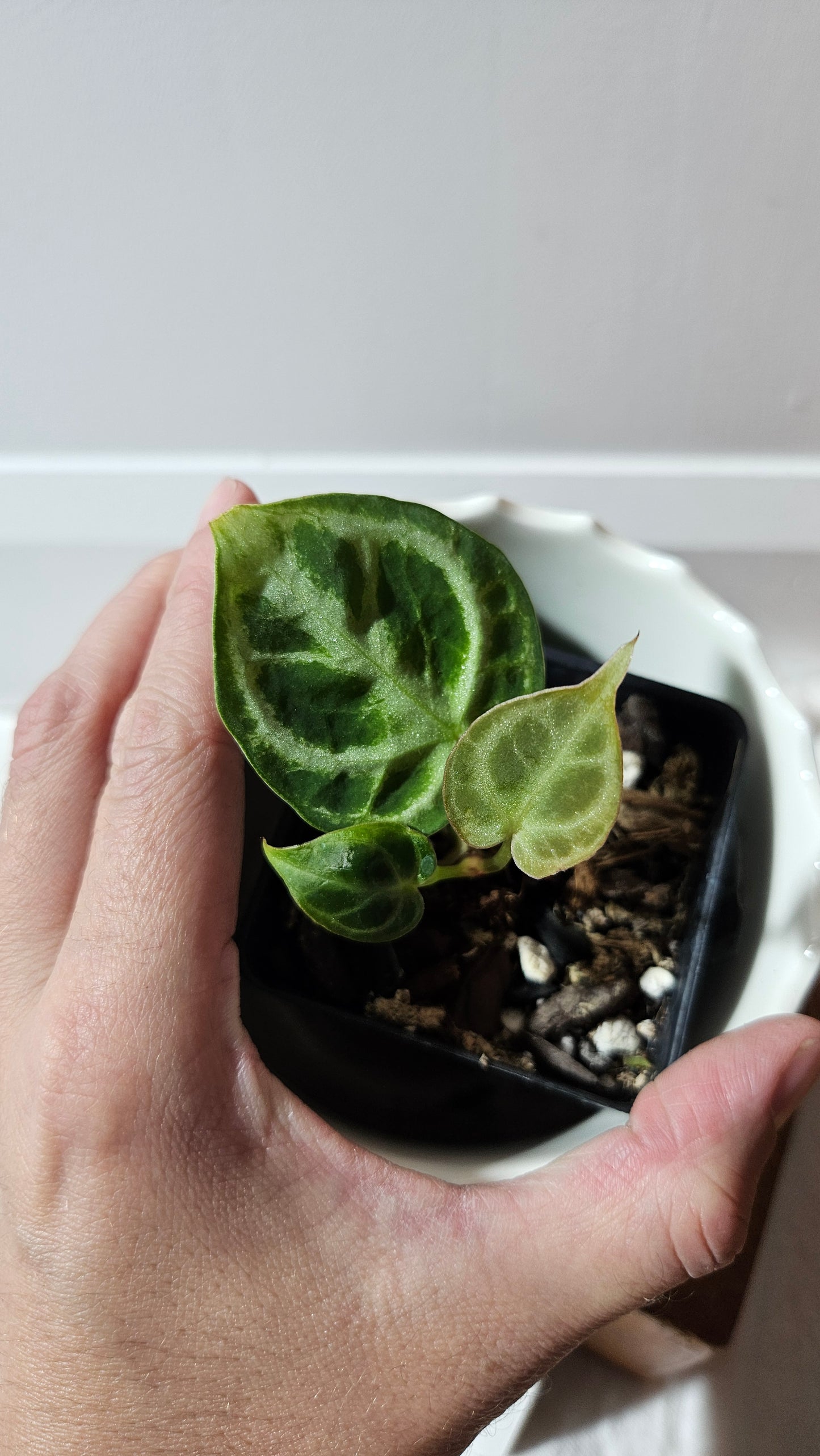 Anthurium Dorayaki Silver "format SEEDLING"( ANT-575)