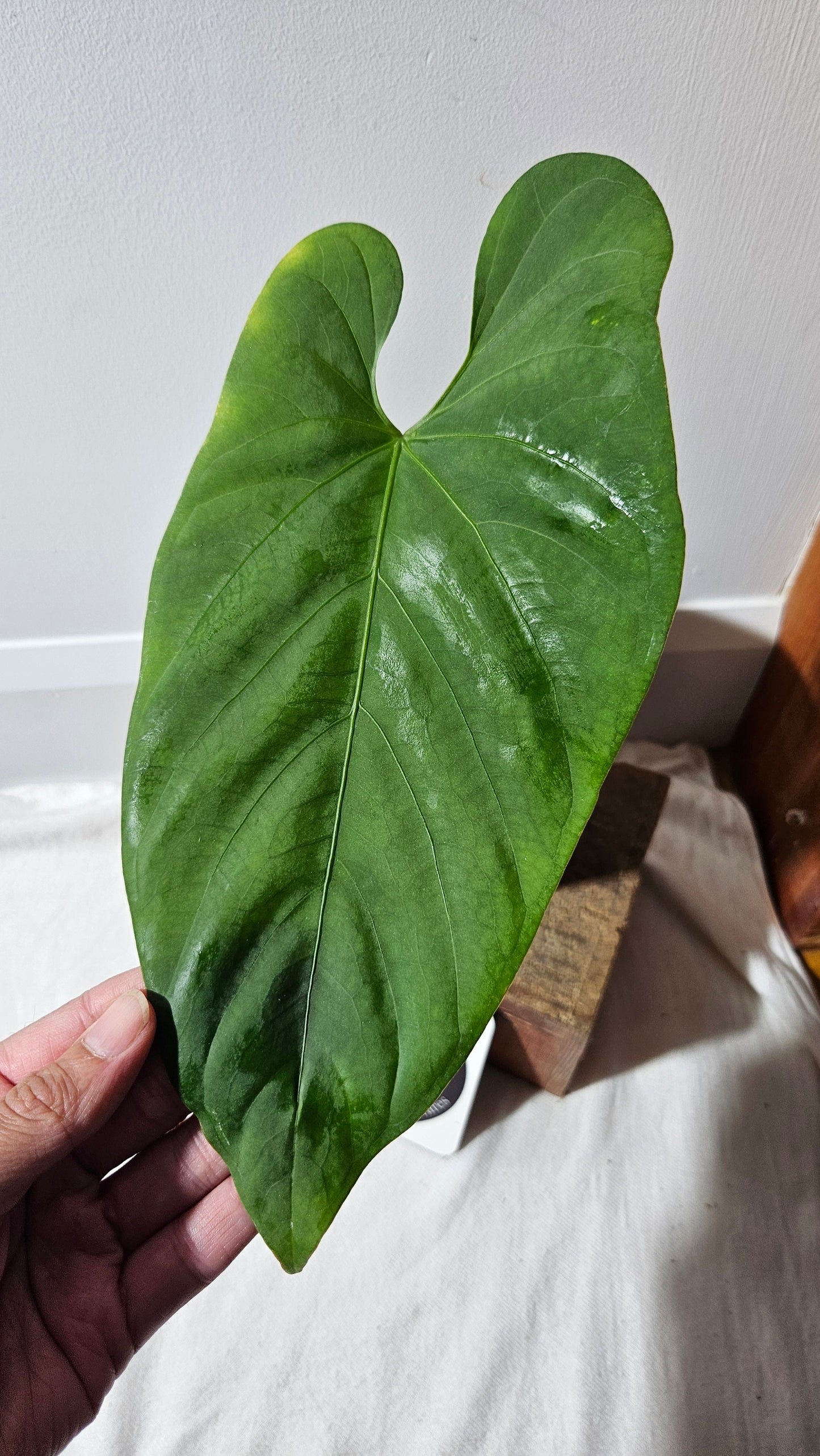 Anthurium Waterburyanum Aff El Salado "format LARGE" (ANT-478)