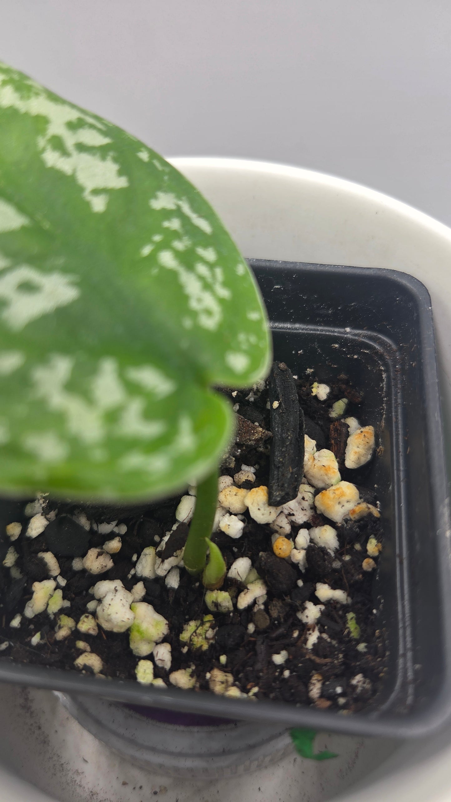 Scindapsus Exotica Batik (SCI-1286)