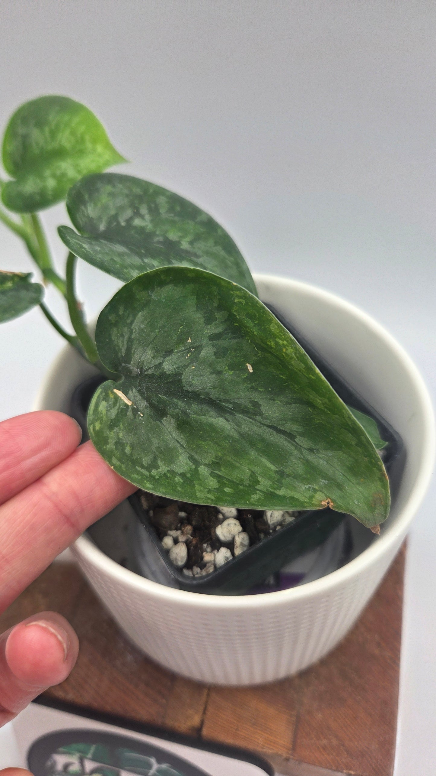 Scindapsus Léopard Variegata (SCI-1194)