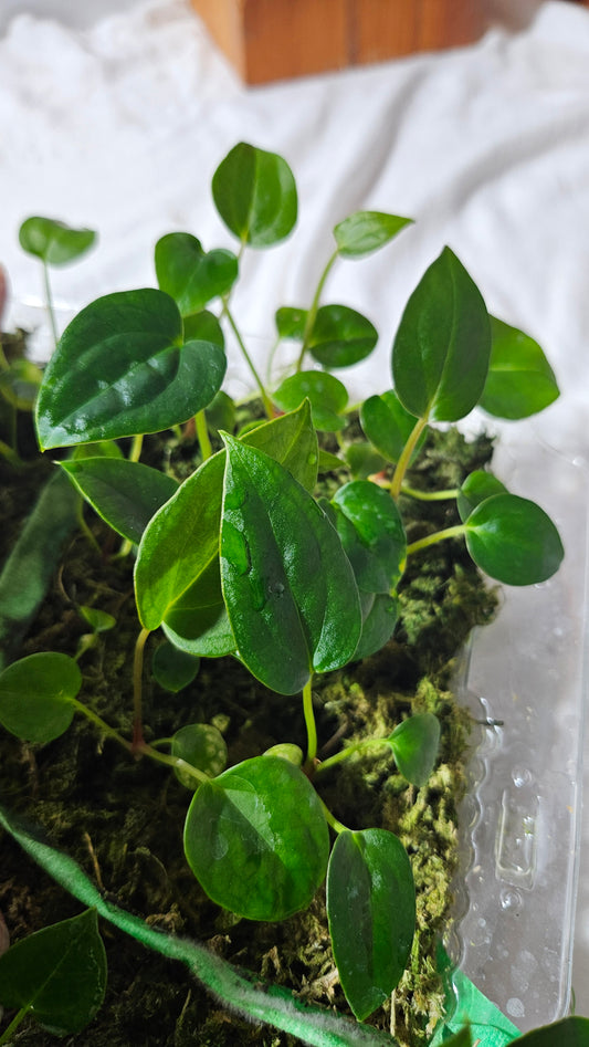 Anthurium Papillilaminum  X Chamberlaini "format SEEDLING"