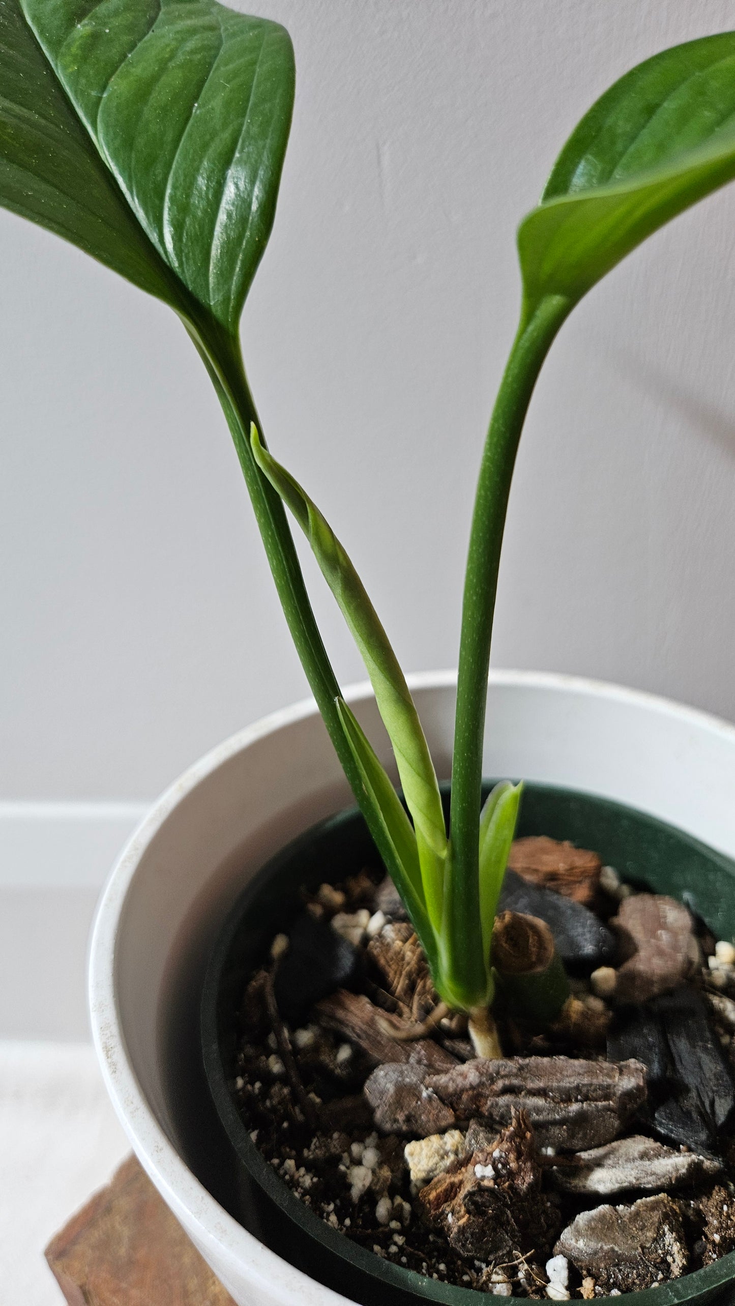 Monstera Pinnatipartita (MON-449)