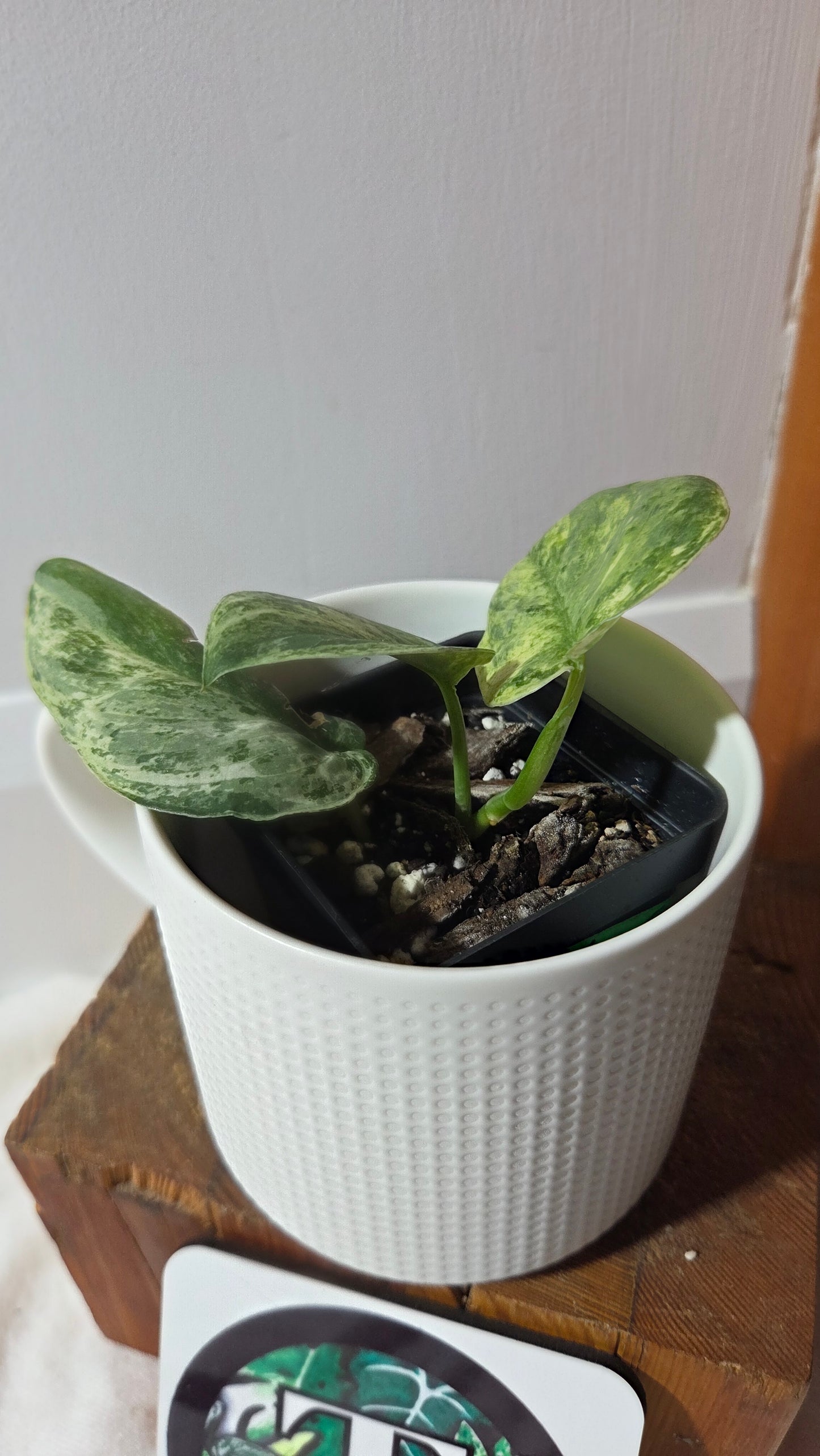 Scindapsus Silver Splash Tricolore (SCI-1369)