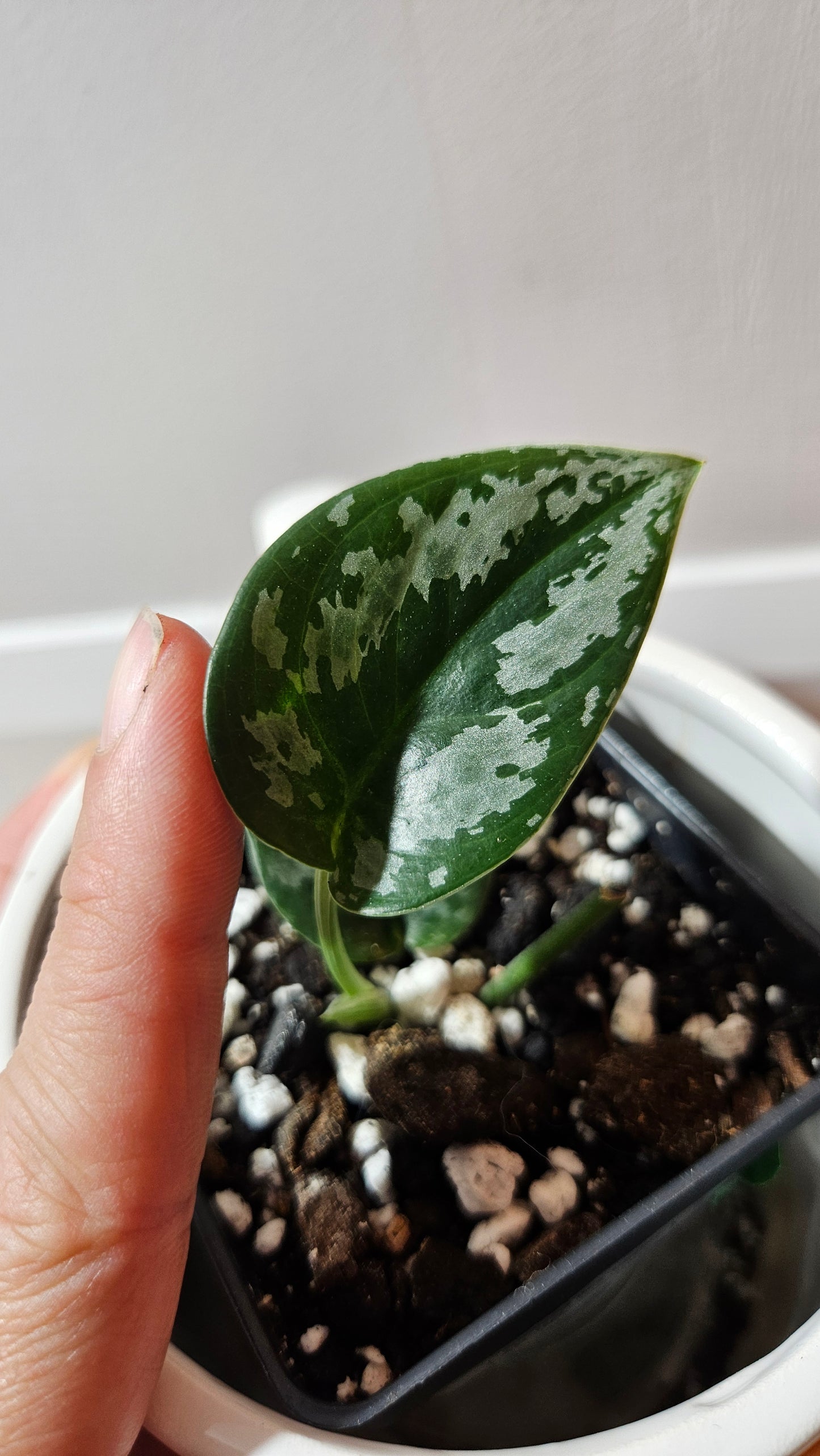 Scindapsus Dark Tricolore (SCI-1224)