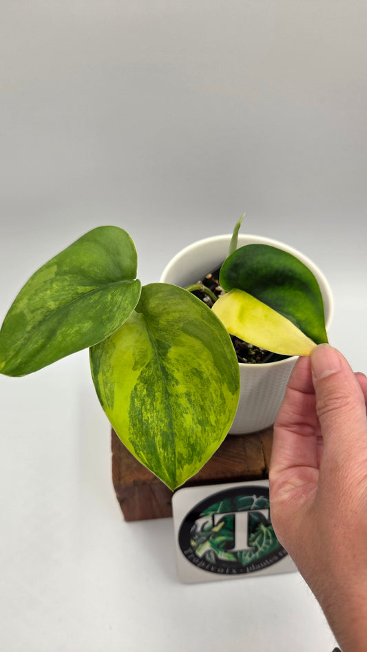 Scindapsus Jade Satin Aurea (SCI-1439)