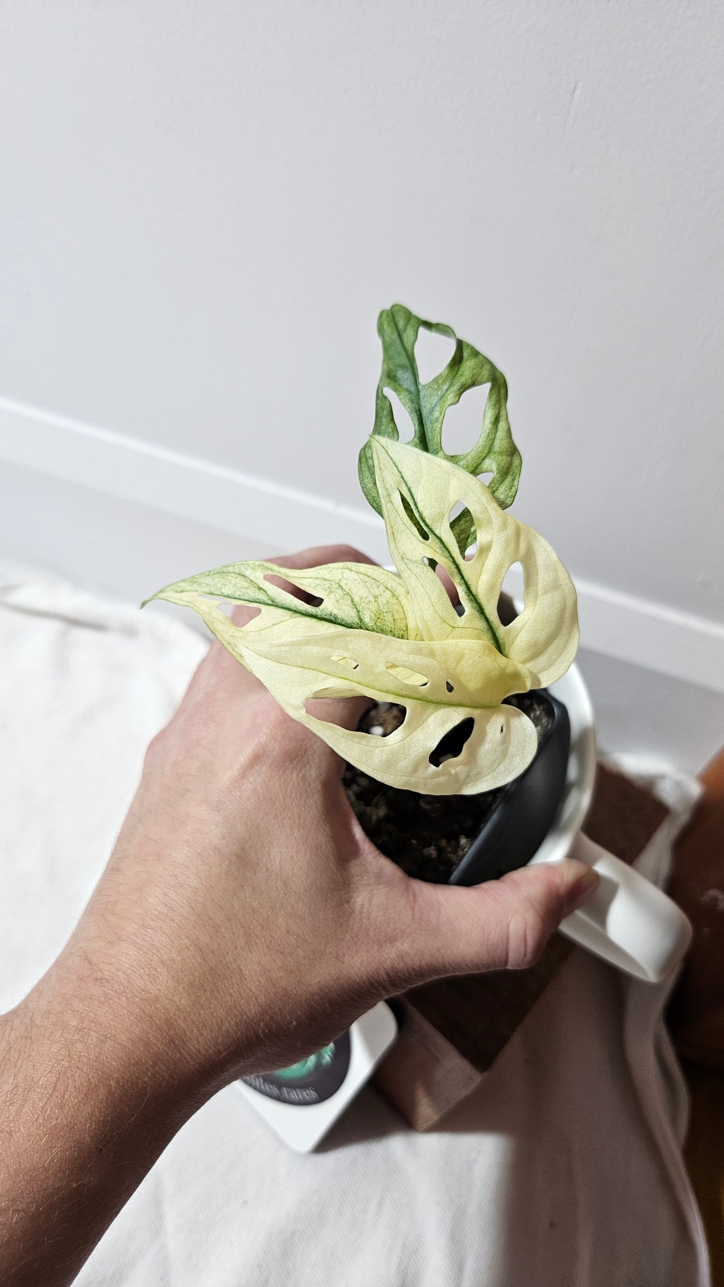 Monstera Andasonii Archipelago Ghost (MON-417)