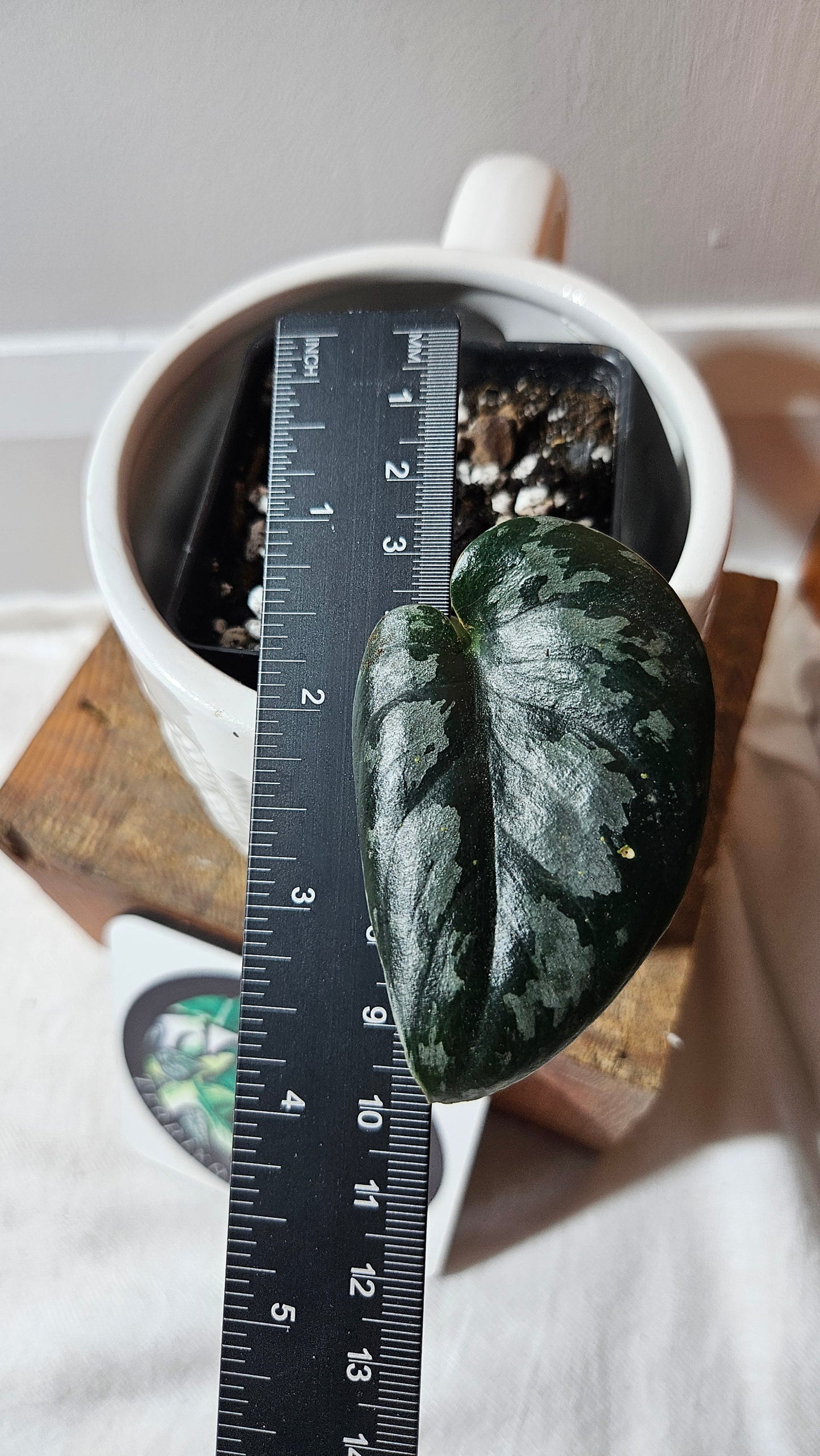 Scindapsus Black Exotica (SCI-1106)