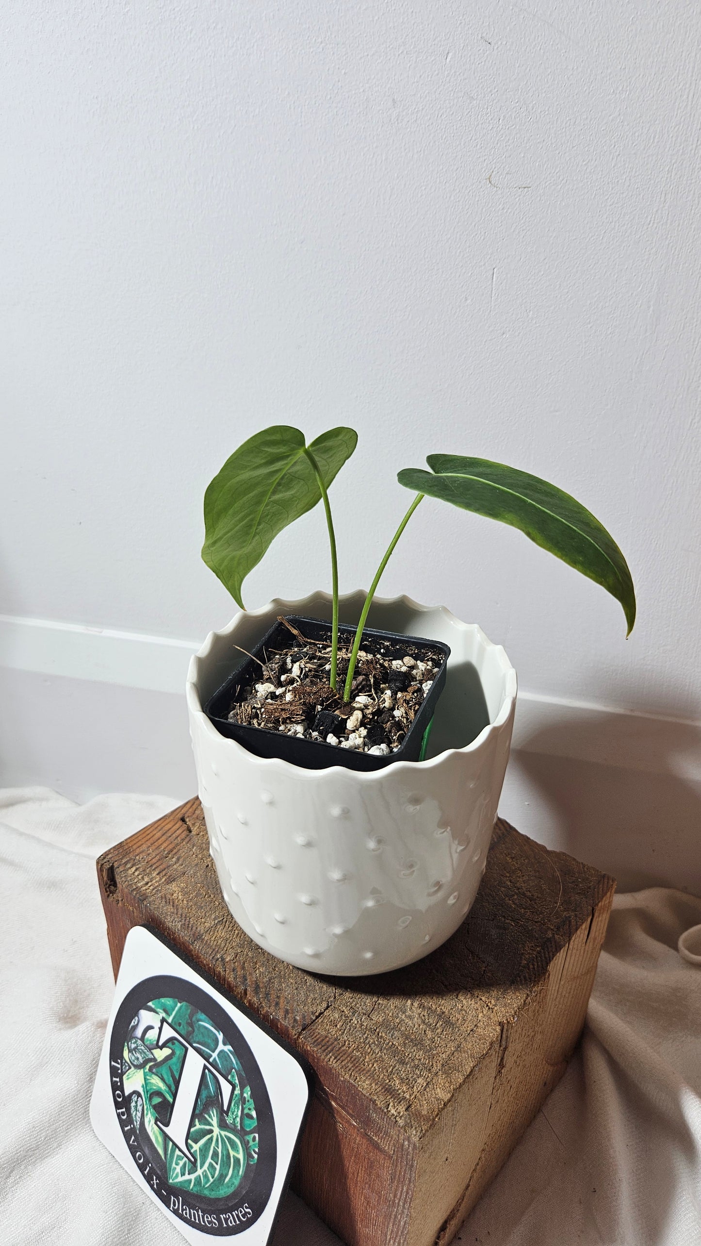 Anthurium Waterburyanum "format PETIT" (ANT-229)