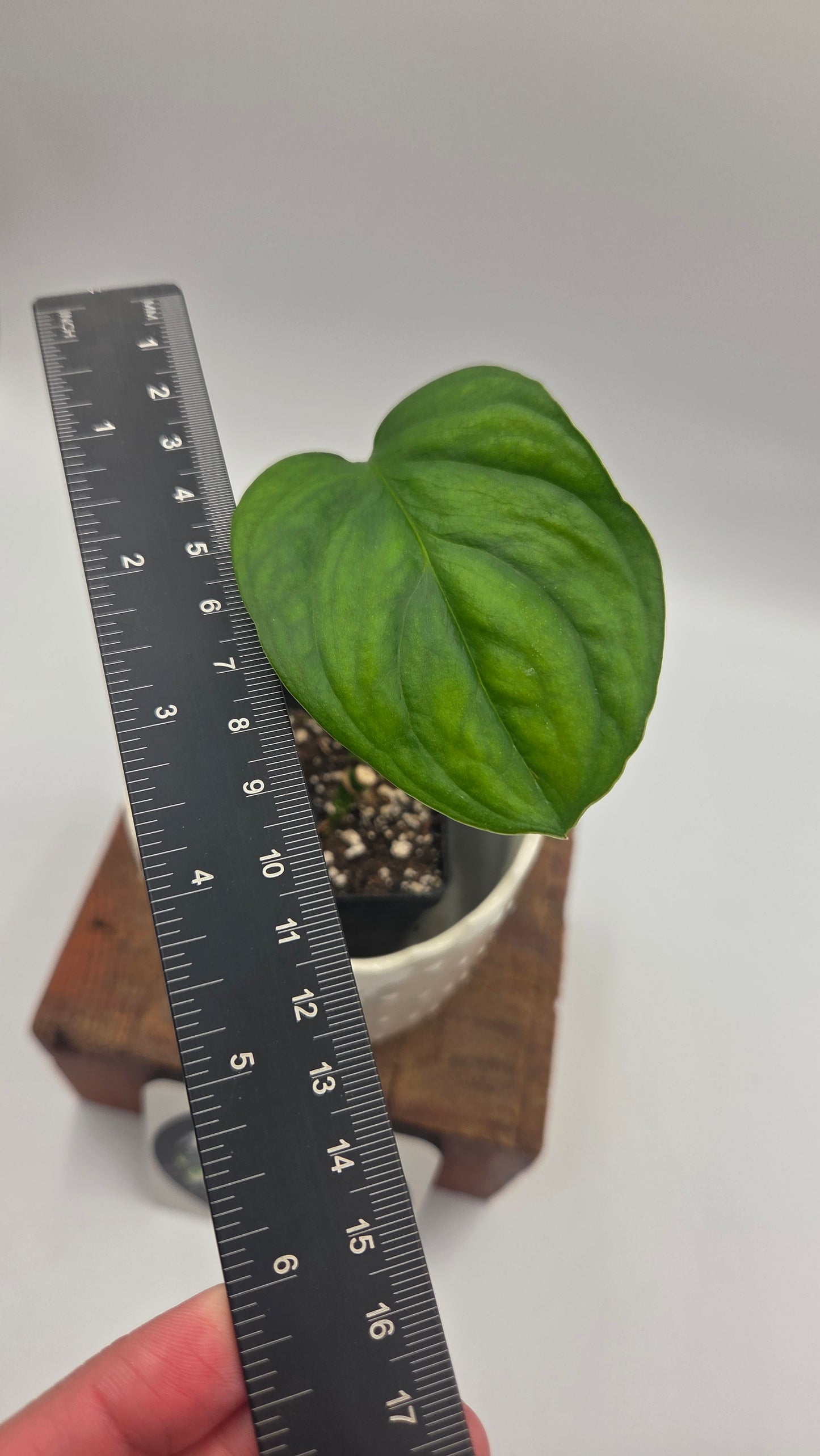 Monstera Obliqua Aff Nueva Loja (MON-559)