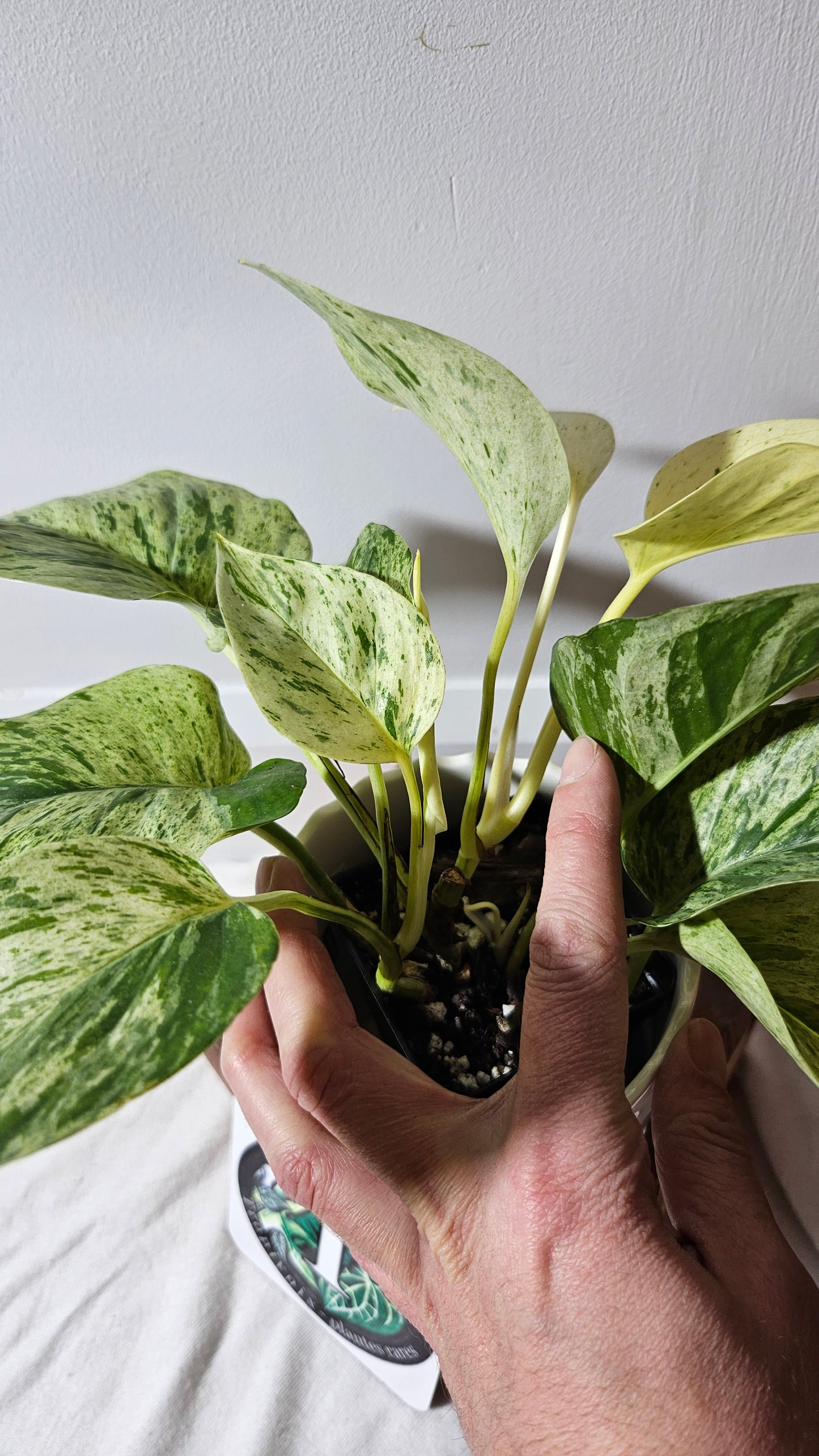 Epipremnum Aureum Marble Queen "version Snow Queen" Mature (EPI-193)