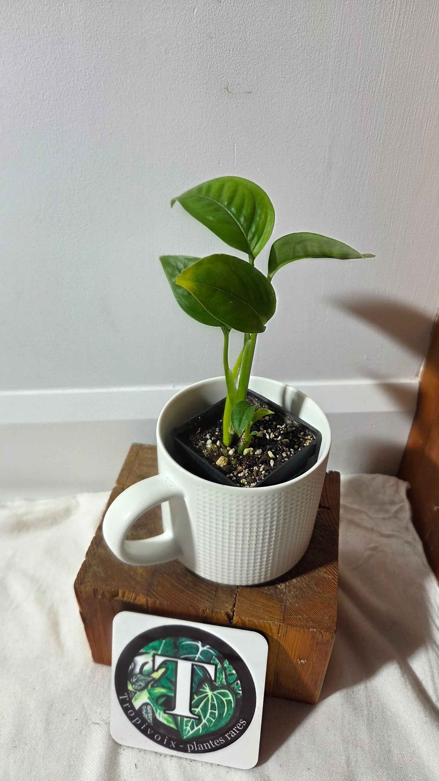 Monstera Obliqua Aff Limon (MON-524)