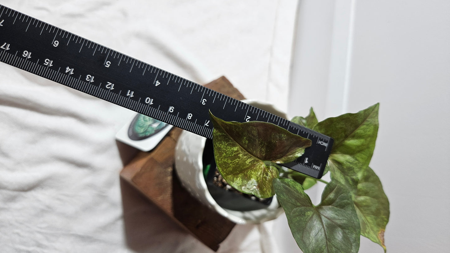 Syngonium Matcha Sprinkle (SYN-431)