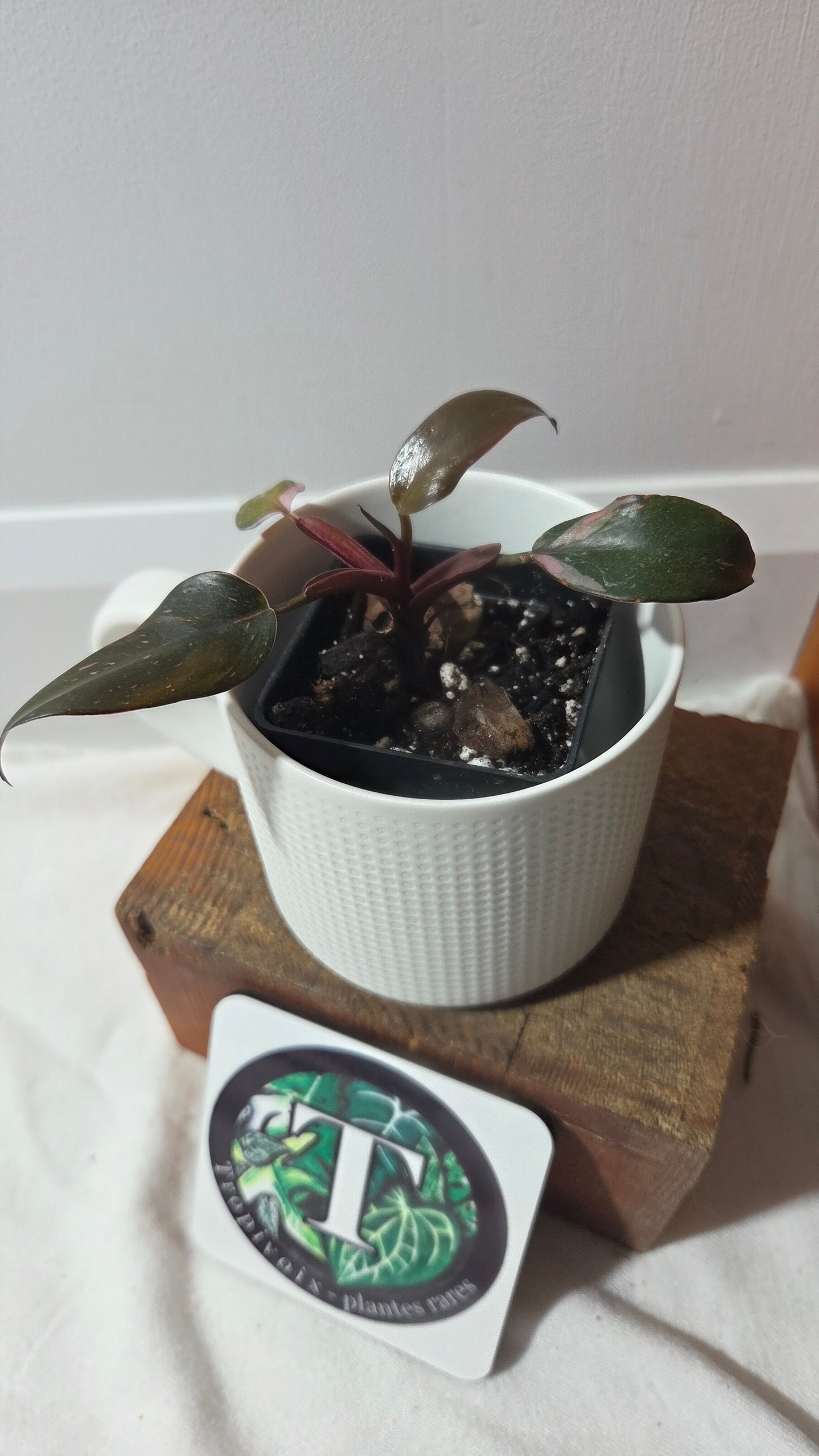 Philodendron Black Cherry (PHI-986)