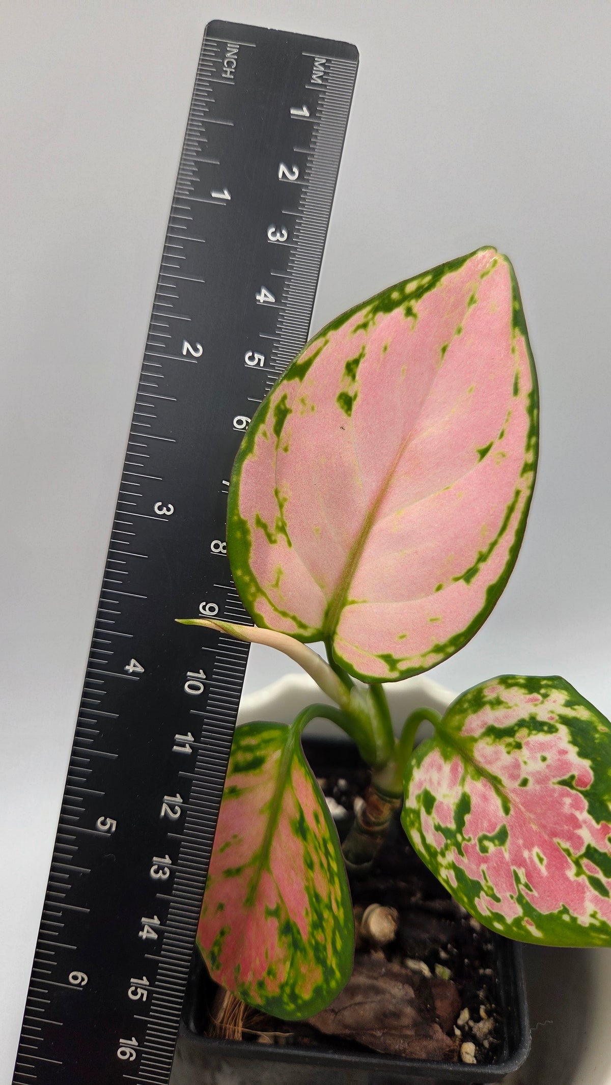 Agalonema Pink Star (AUT-102)