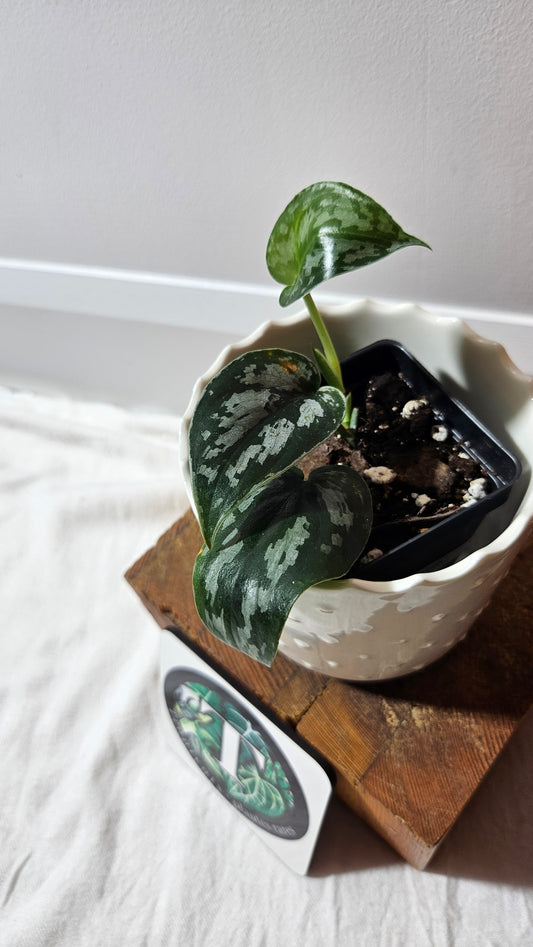 Scindapsus Black Exotica (SCI-1330)