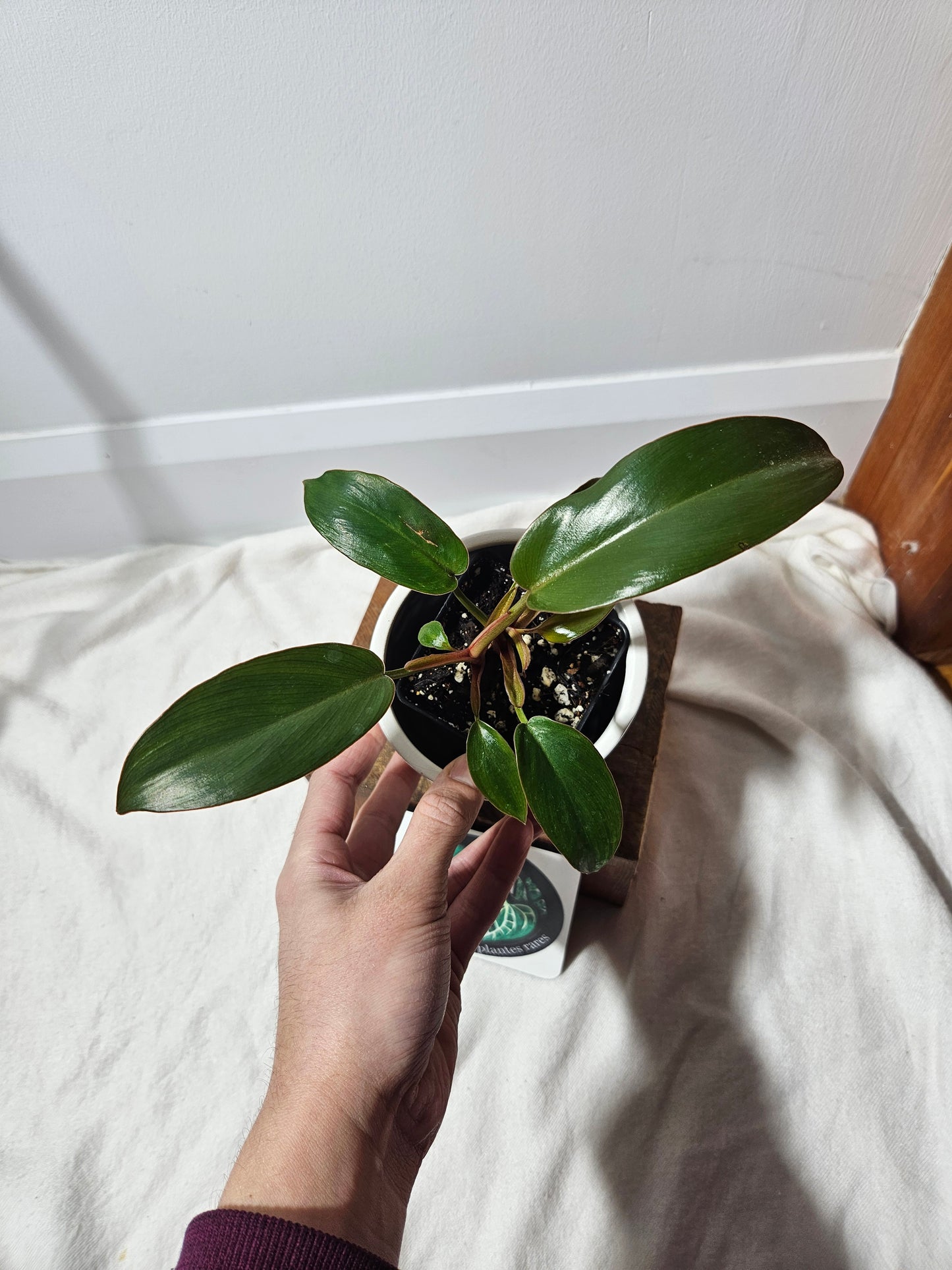 Philodendron Florida Bronze (PHI-434)