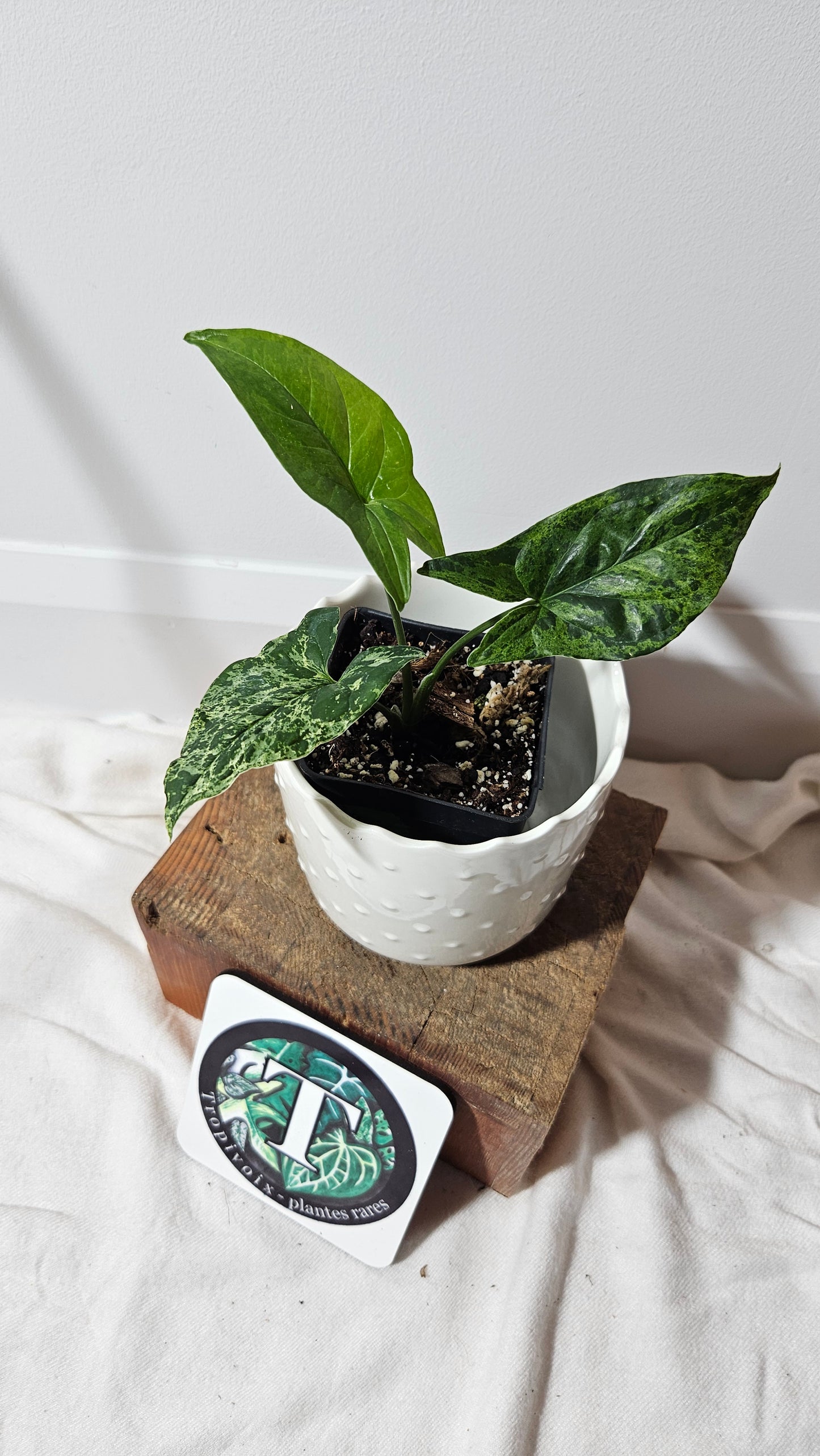 Syngonium Mojito (SYN-256)