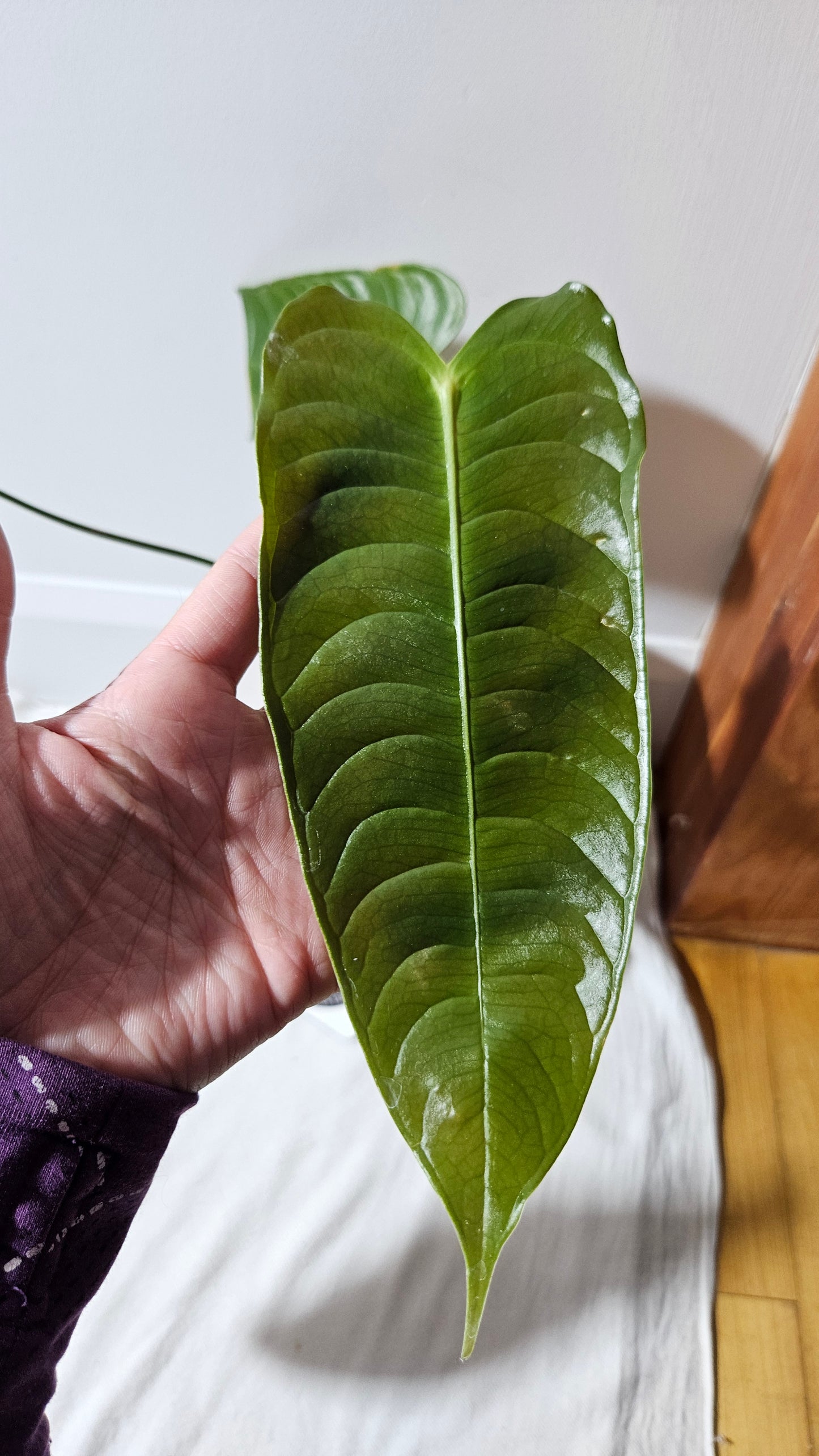 Anthurium Veitchii El cauca "format MOYEN/LARGE" (ANT-488)