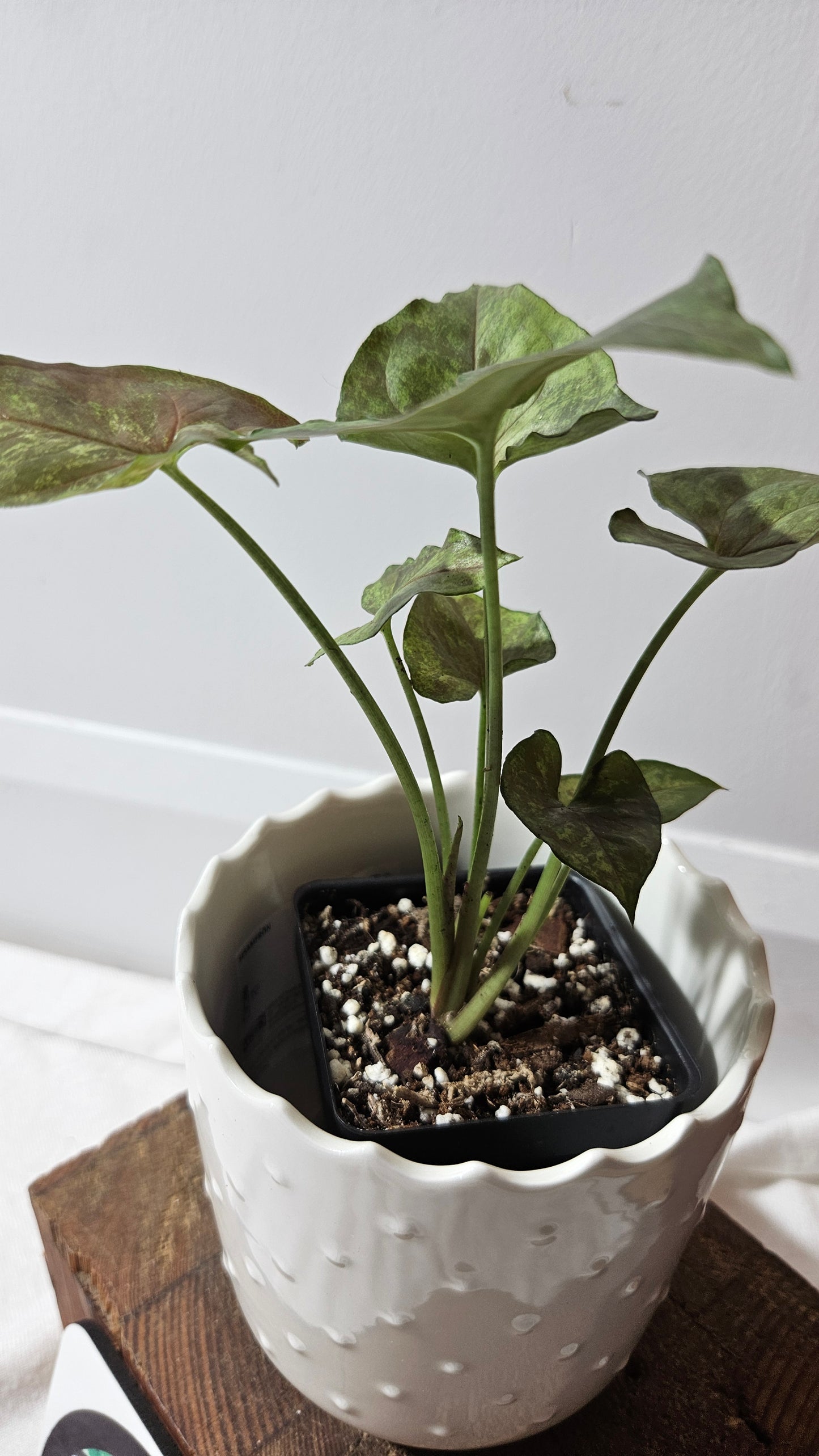 Syngonium Matcha Sprinkle (SYN-431)