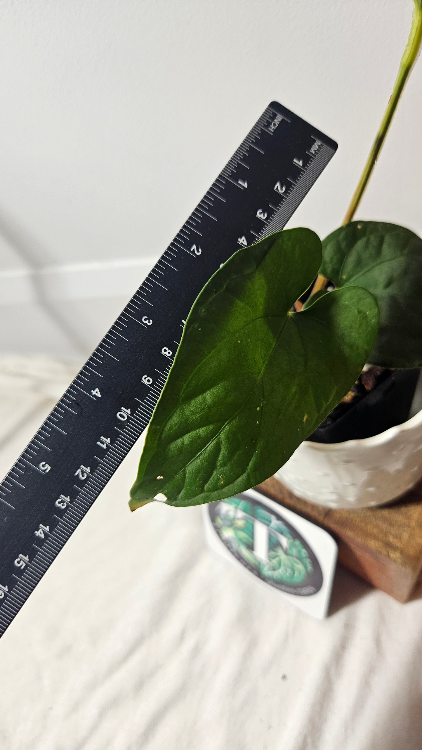 Anthurium  Tiwintza Aff Velvet "format MOYEN" (ANT-225)