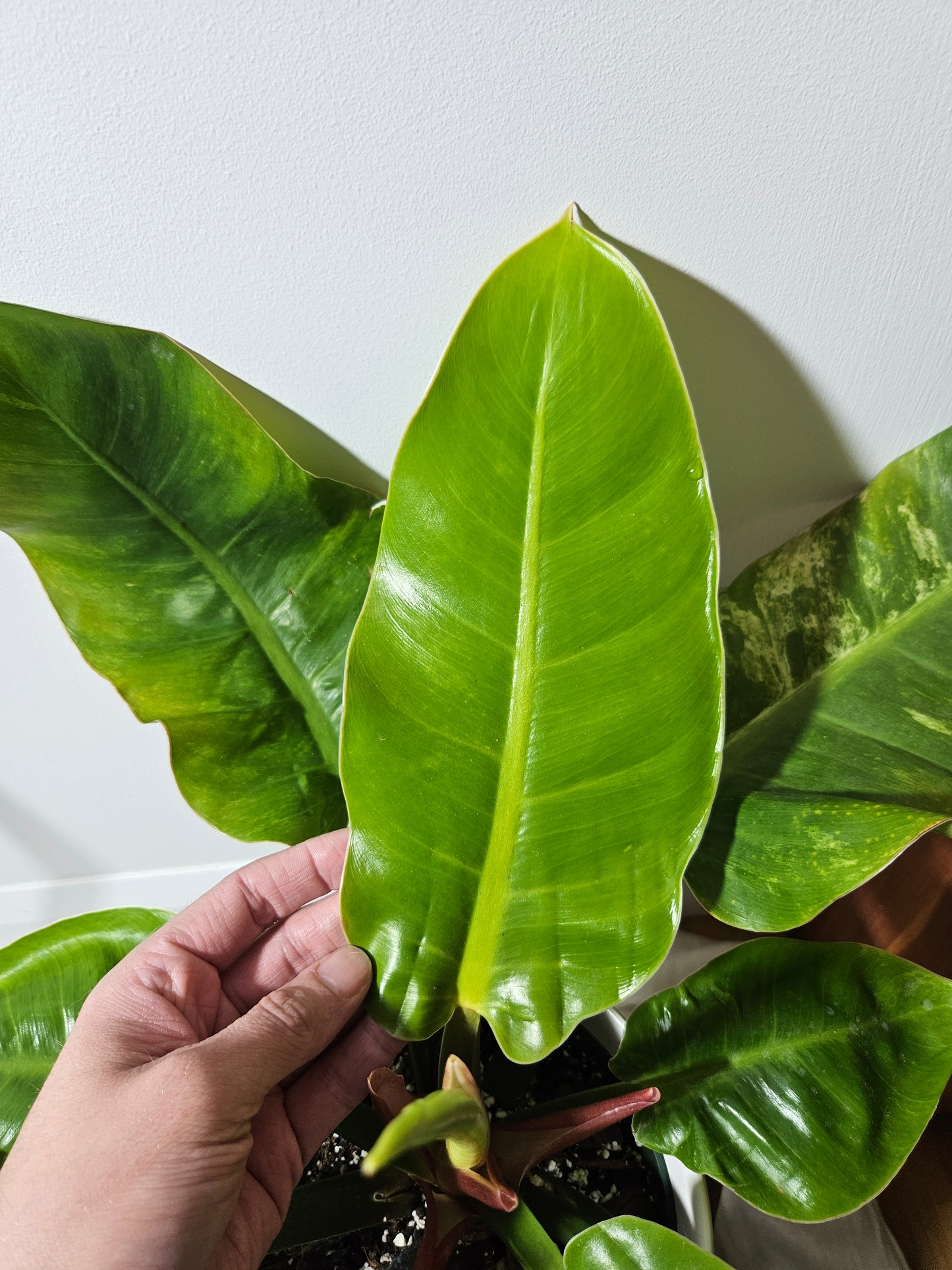 Philodendron Moonlight Variegata (PHI-510)