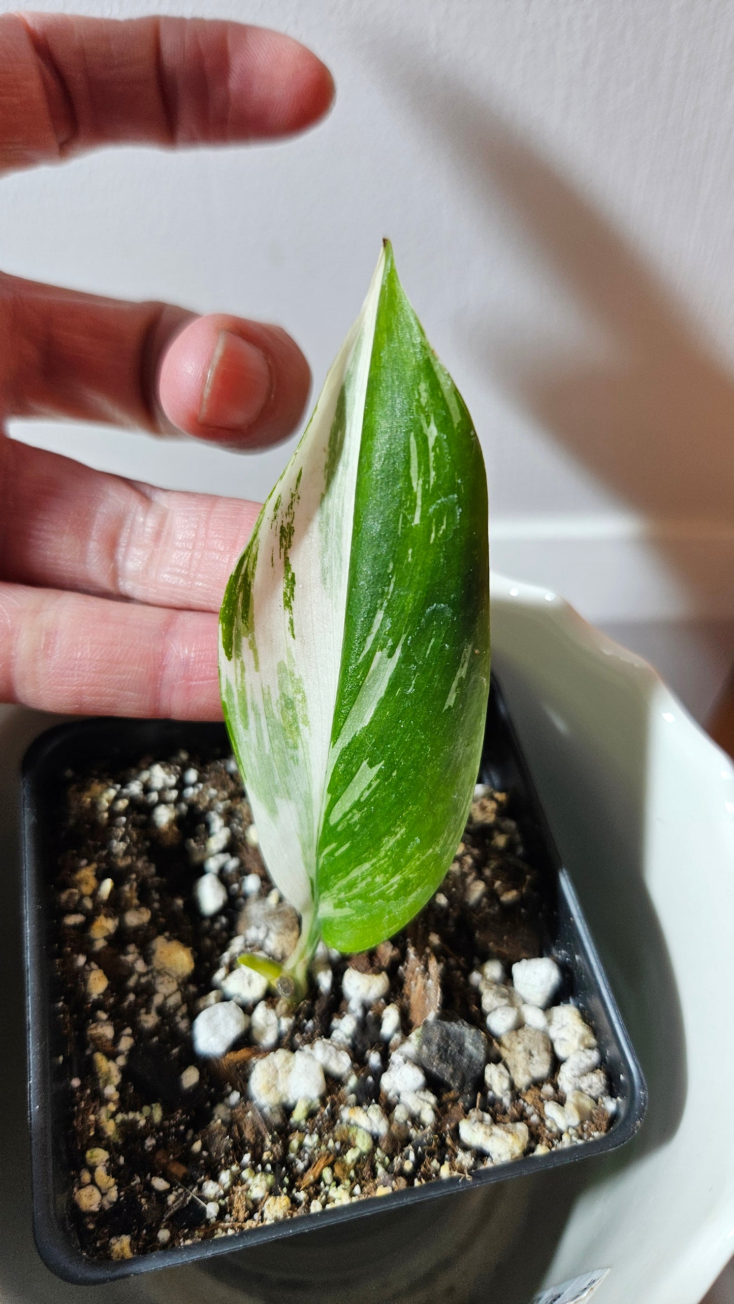 Scindapsus Moonlight Albo Narrow (SCI-736)