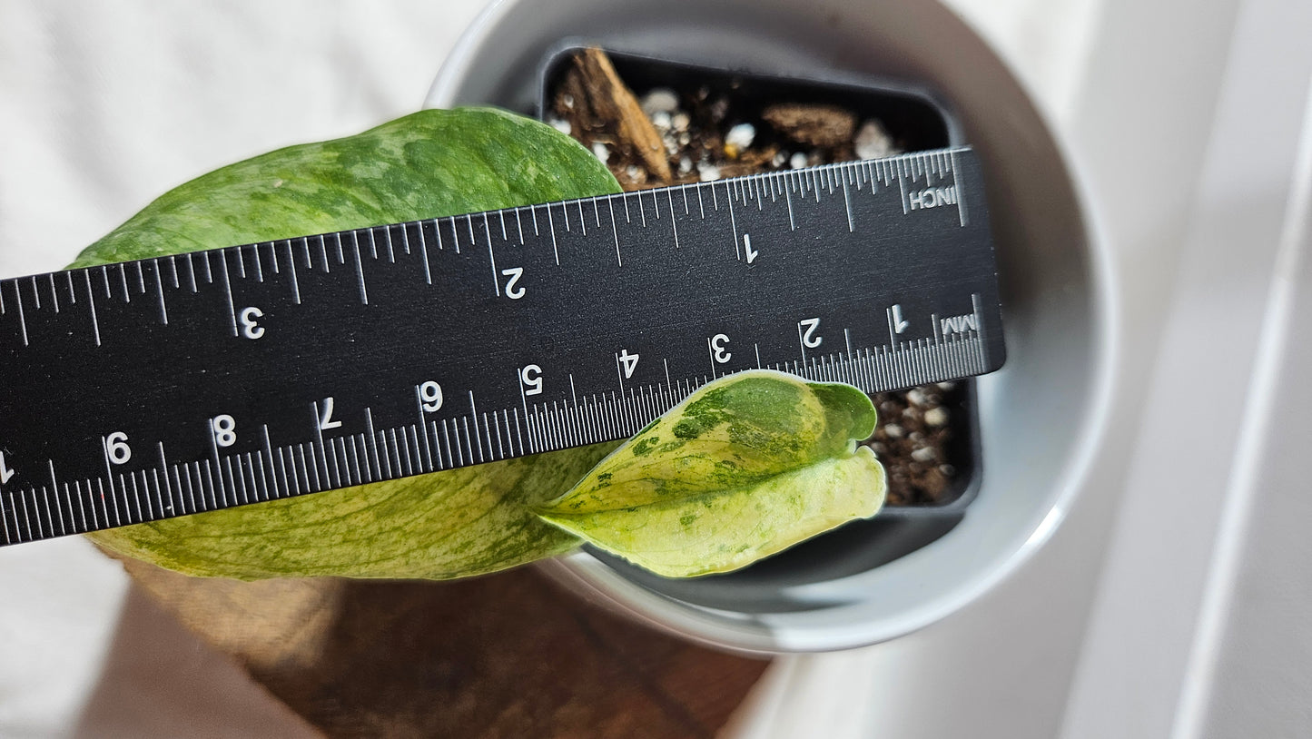 Scindapsus Silver Splash Variegata (SCI-496)