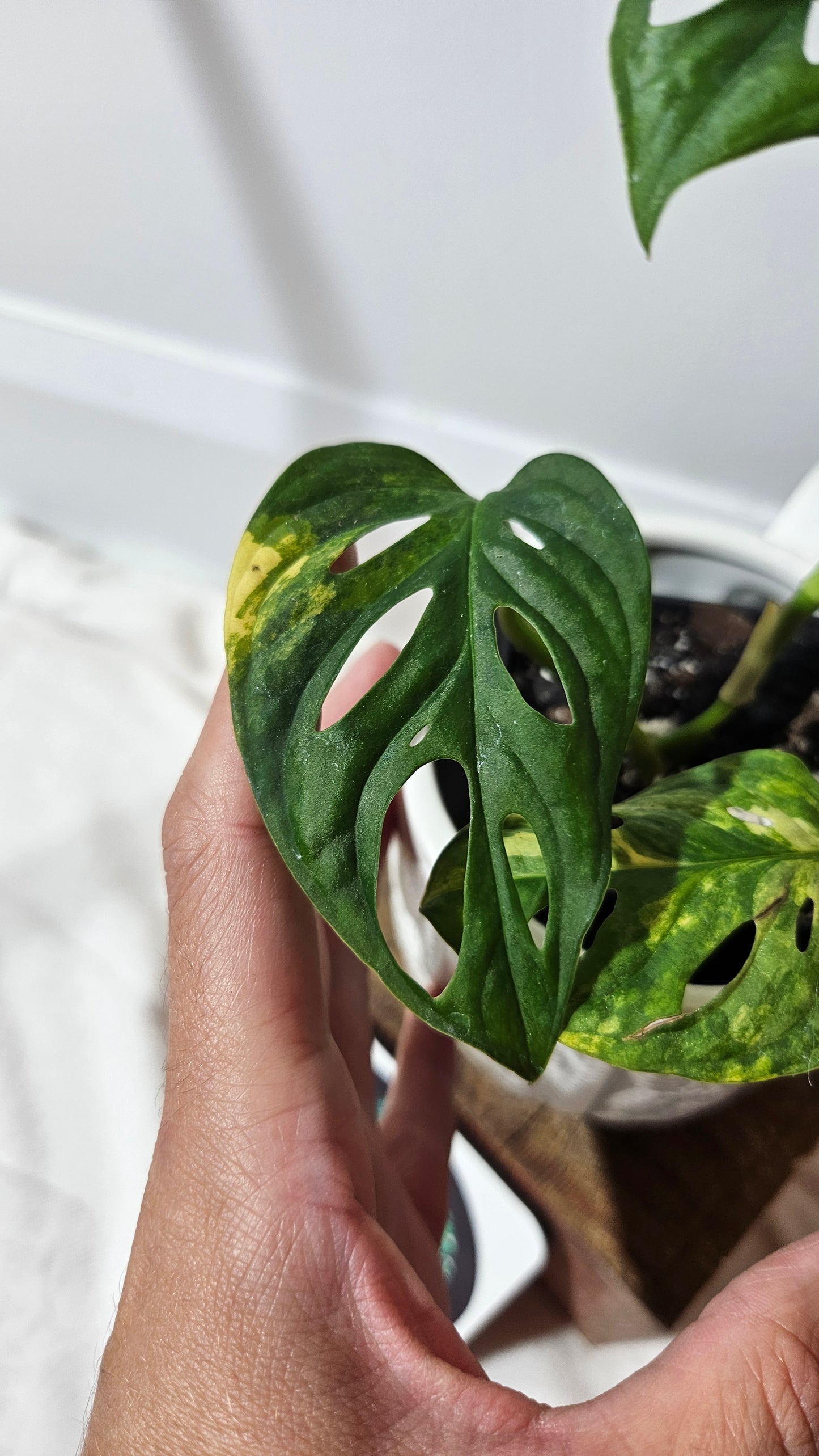 Monstera Andasonii Aurea (MON-218)