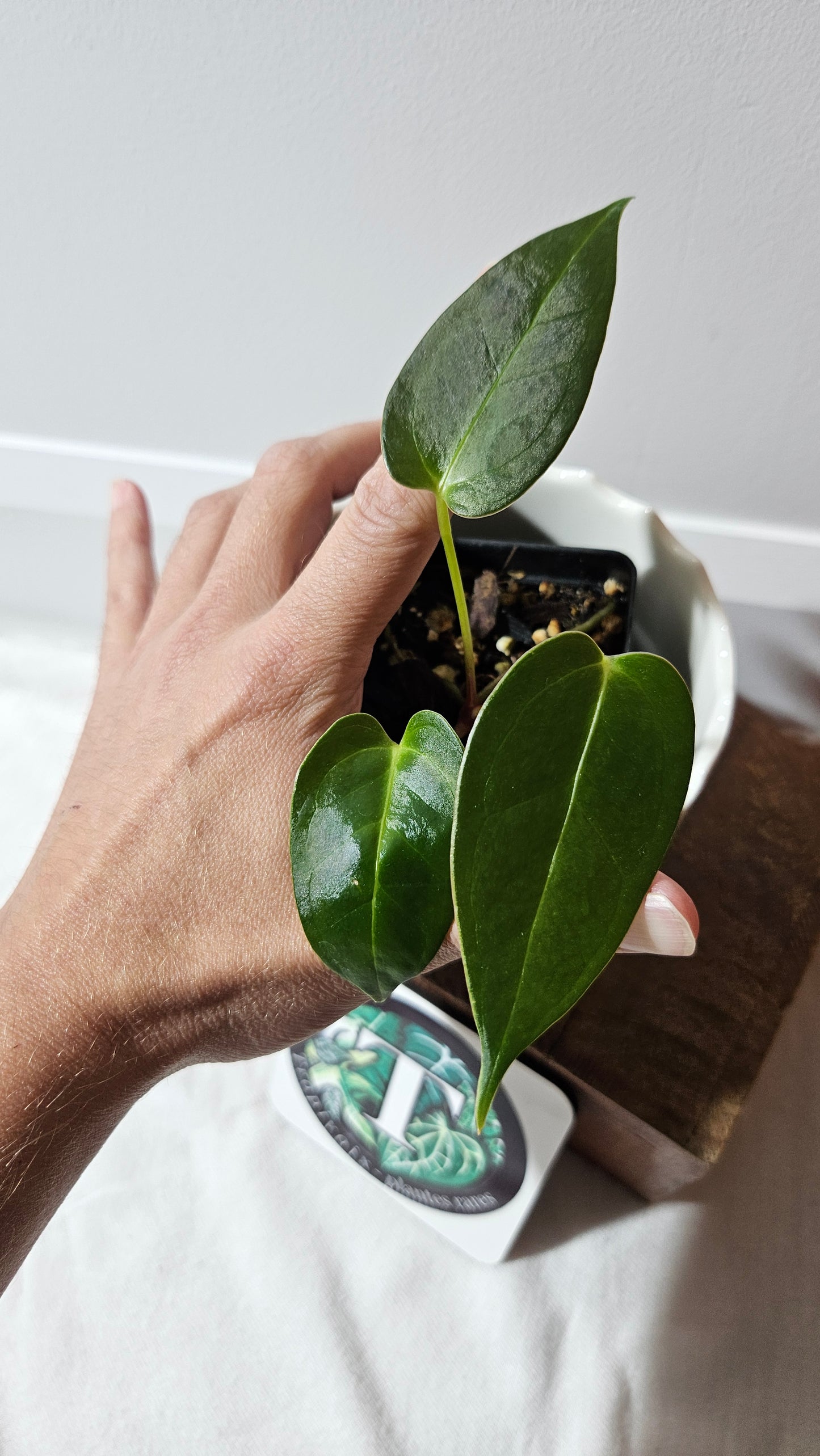 Anthurium Silver Blush X Subsignatum "format PETIT" (ANT-549)