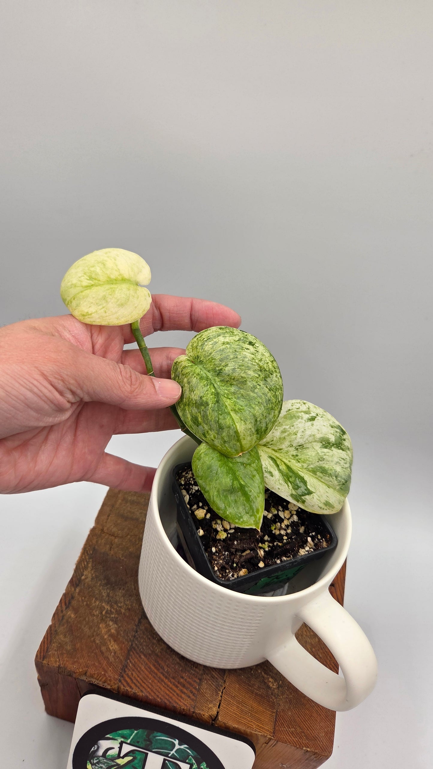 Scindapsus Black Dragon Variegata (SCI-857)