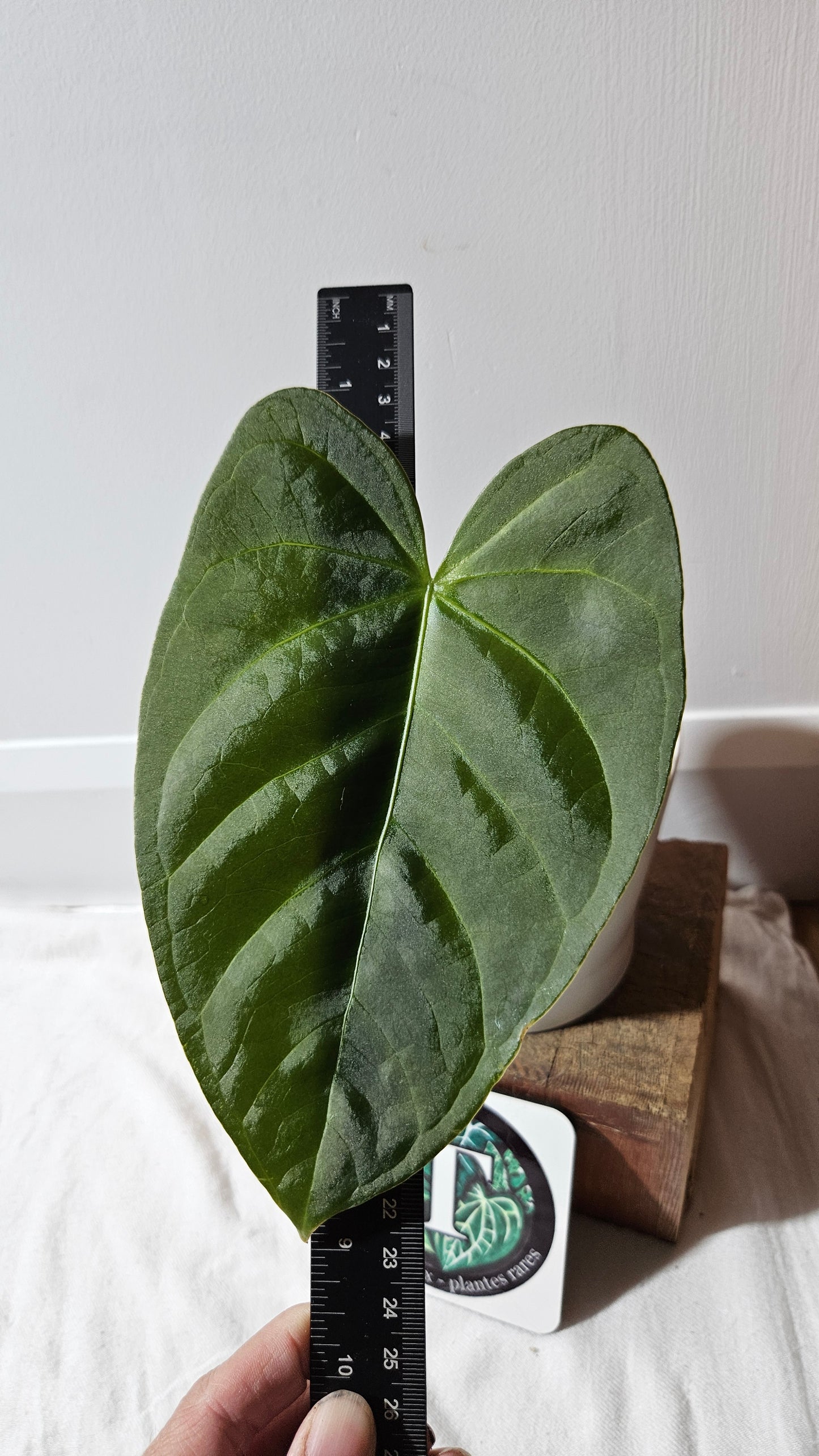 Anthurium Moira Velvet "format MOYEN" (ANT-568)