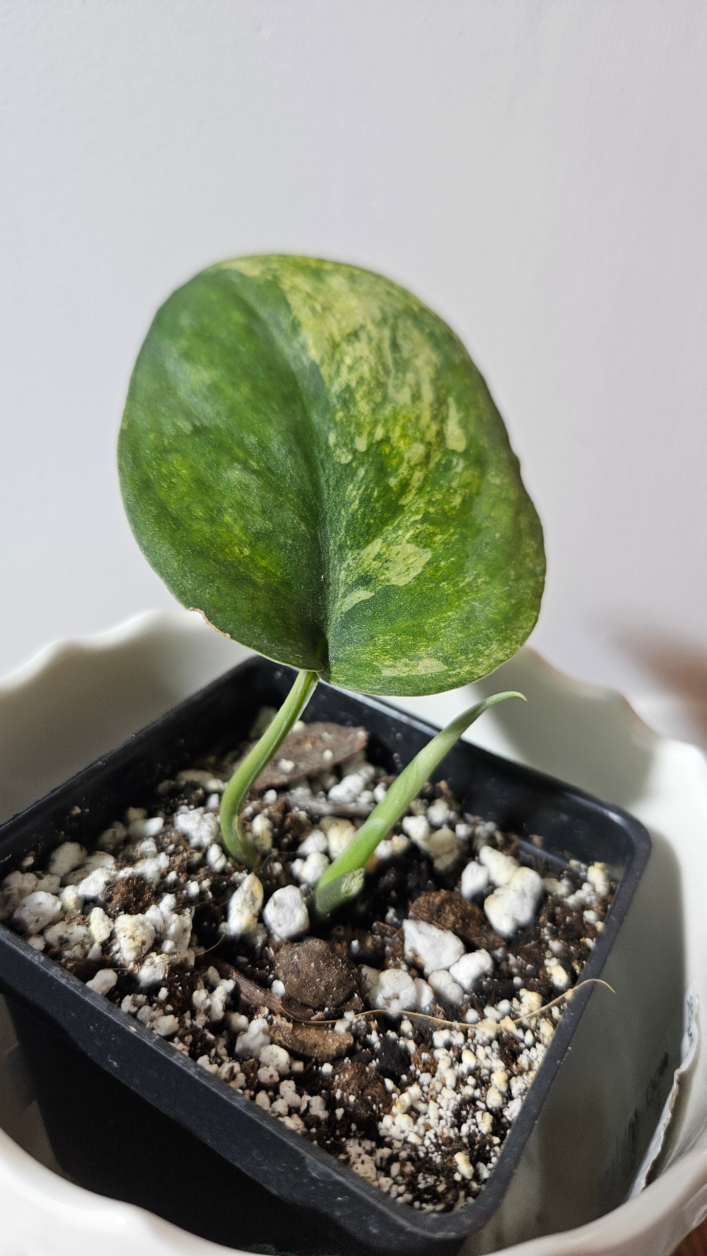 Scindapsus Silver Splash "Green on Green" (SCI-765)