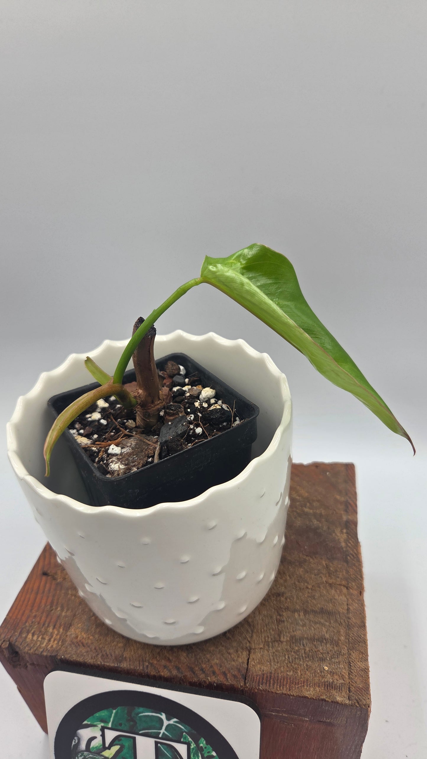 Philodendron Billietiae Aff (PHI-1081)