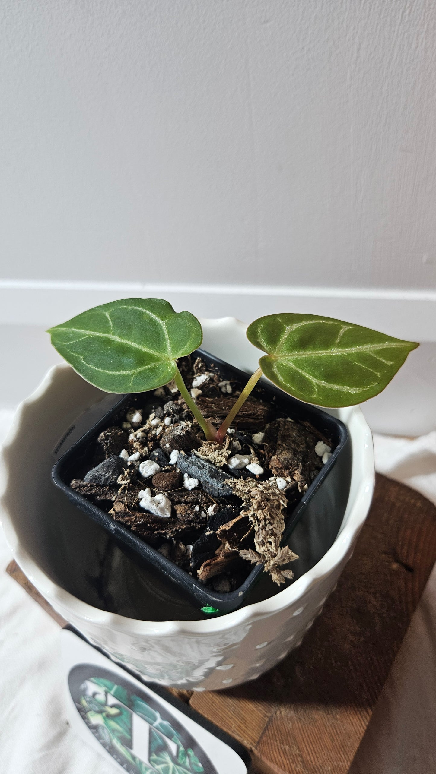 Anthurium Hoffmanii "format SEEDLING" (ANT-587)