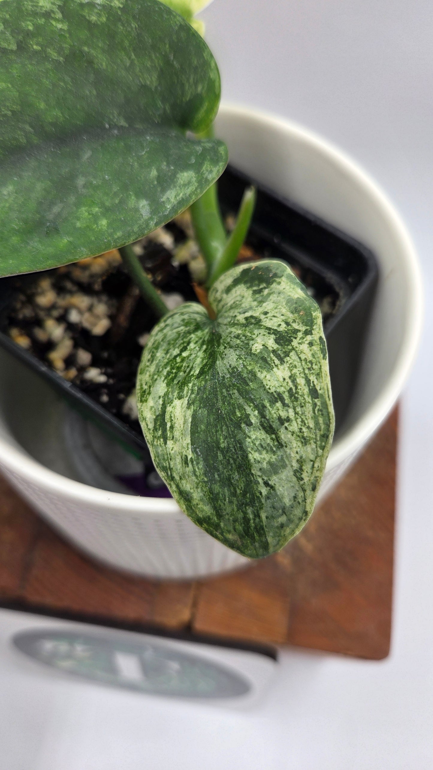 Scindapsus Silver Satin albo (SCI-1148)