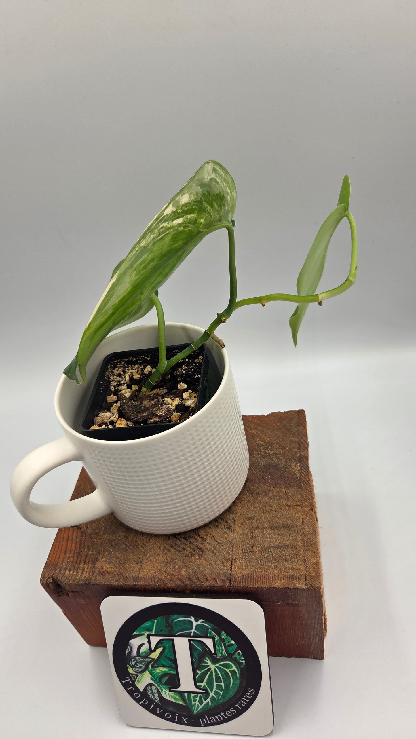 Scindapsus Jade Satin Albo (SCI-1045)