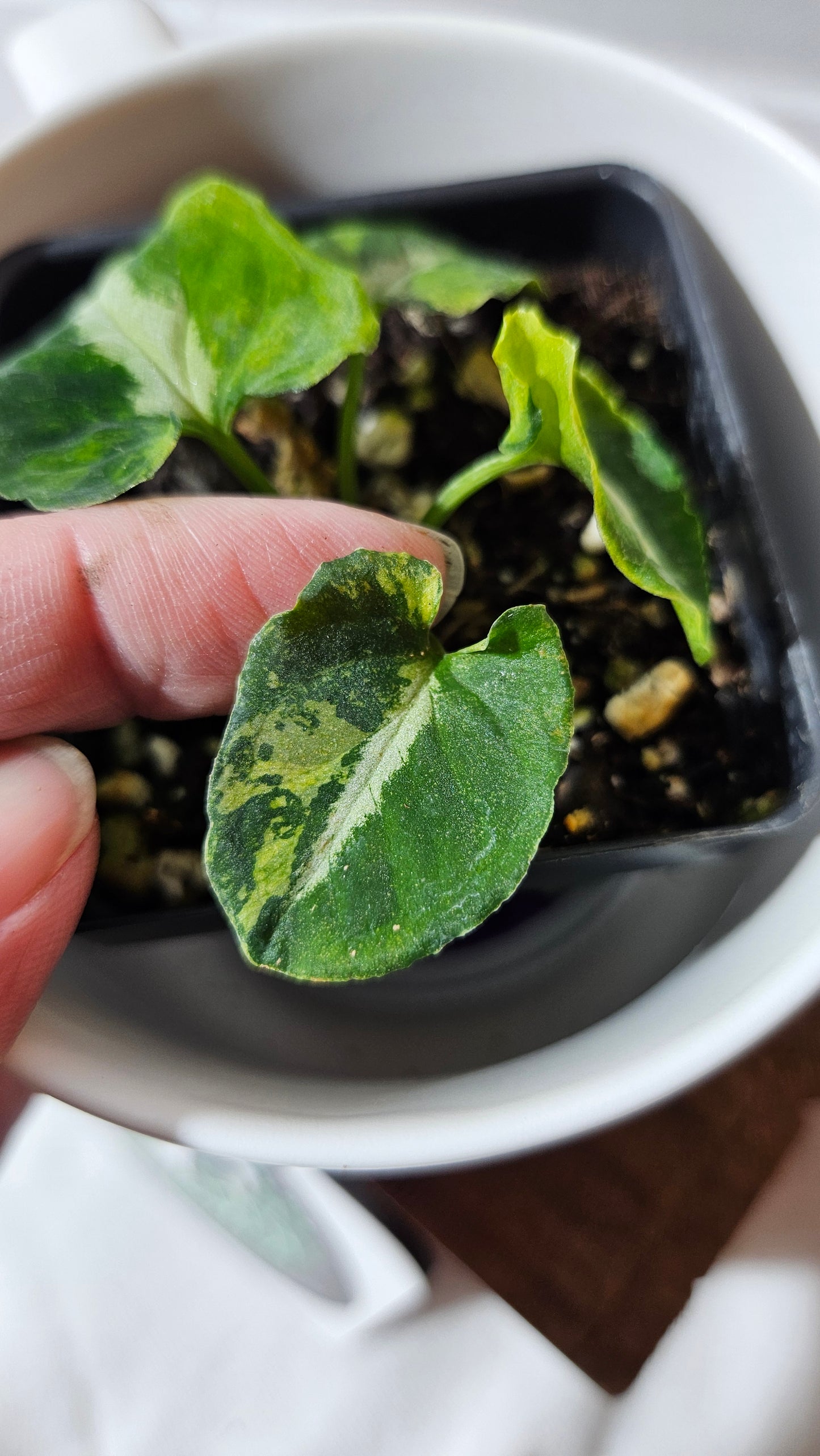 Syngonium Scrambled Eggs (SYN-478)