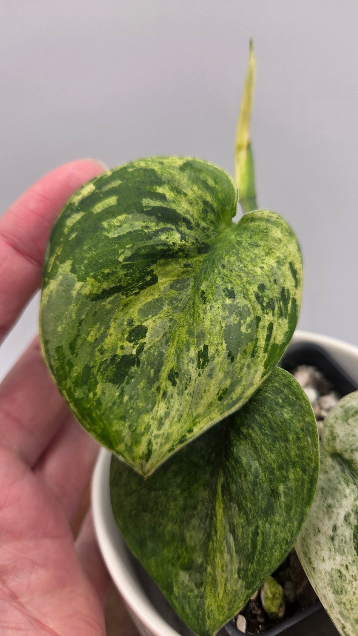 Scindapsus Jade Satin Marble (SCI-1518)