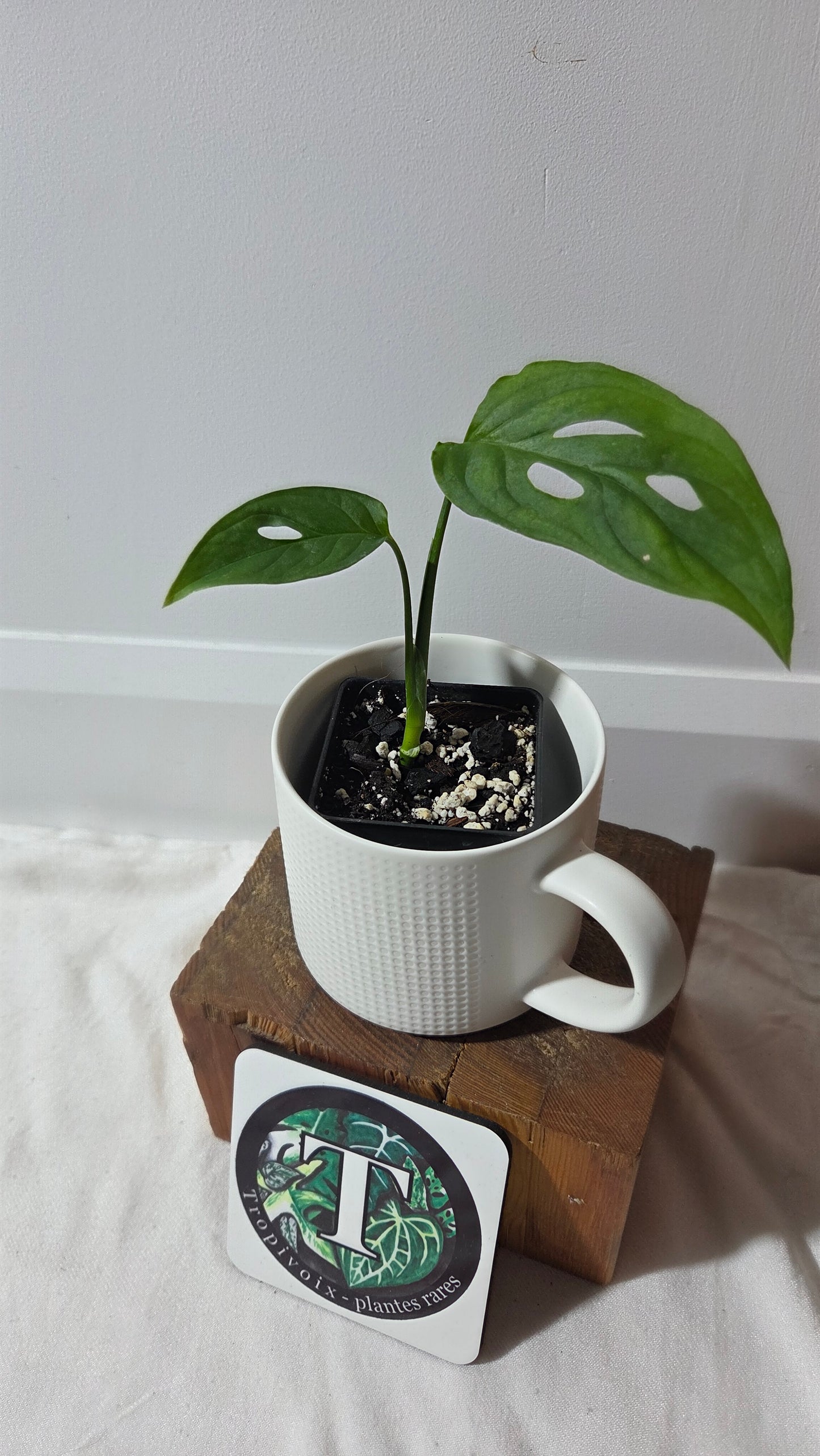 Monstera Obliqua Aff Tamarindo (MON-531)