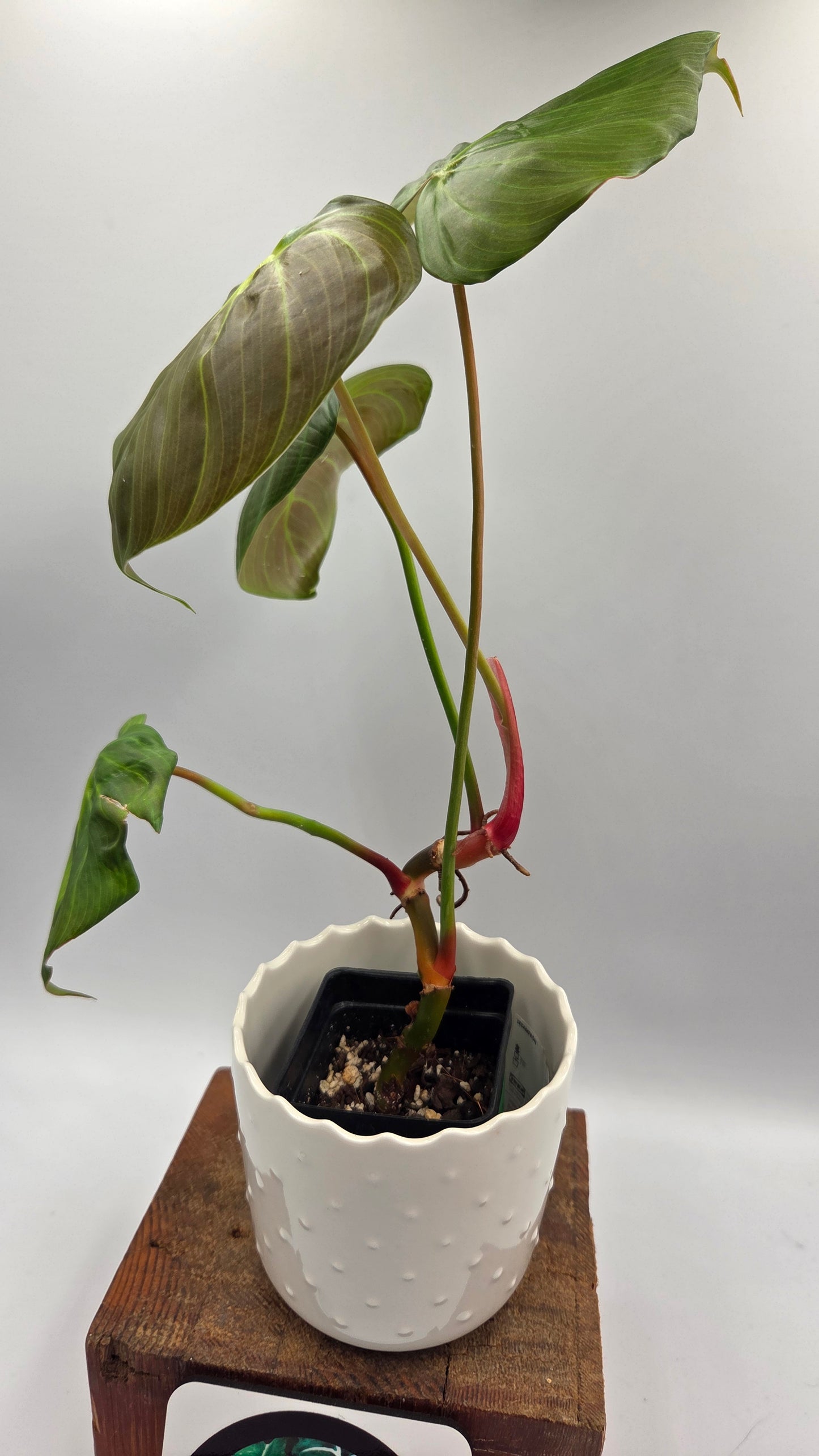 Philodendron Célébration/(Rubrijuvenile X Pastazanum) (PHI-929)