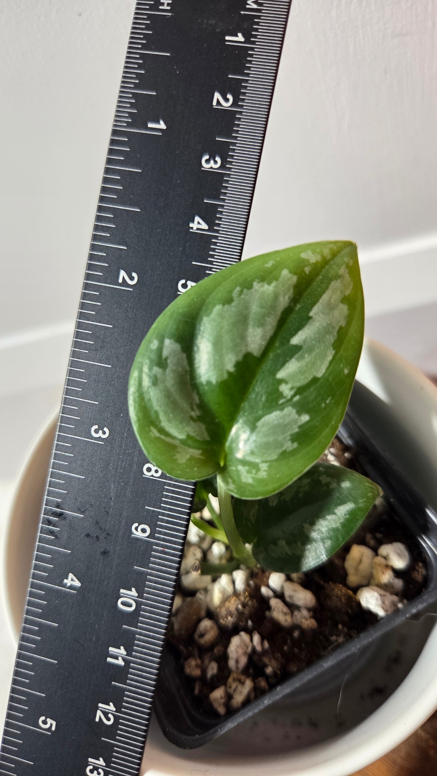 Scindapsus Dark Tricolore (SCI-1357)