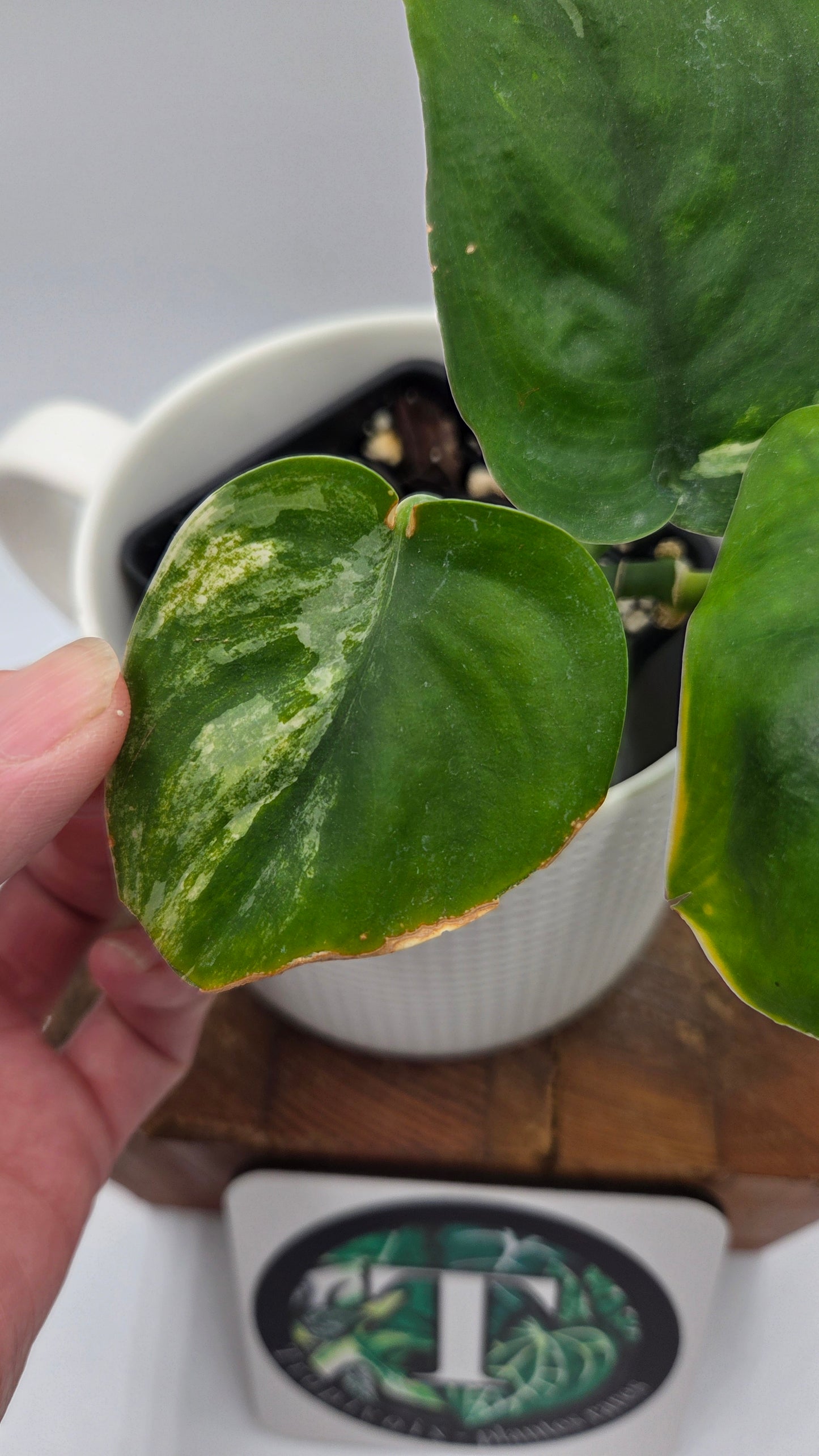 Scindapsus Jade Satin Aurea (SCI-487)