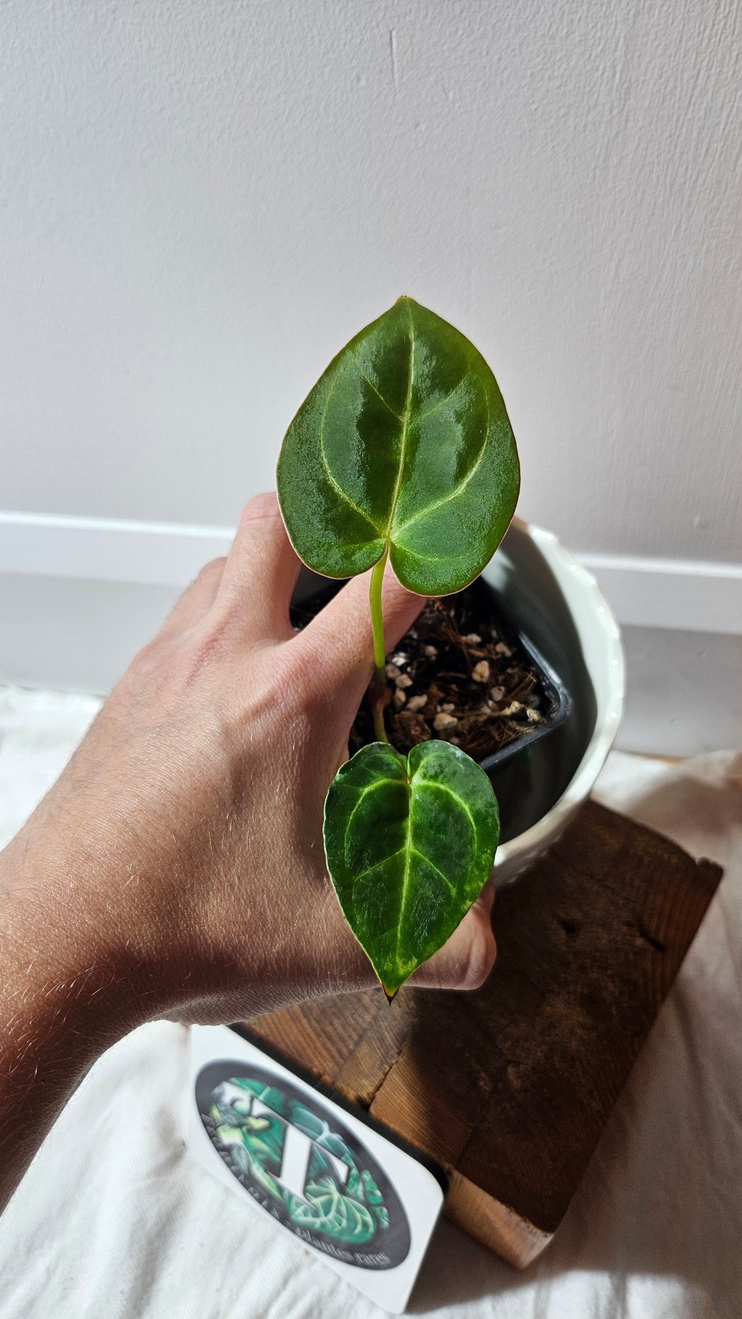 Anthurium Hoffmanii "format SEEDLING" (ANT-588)