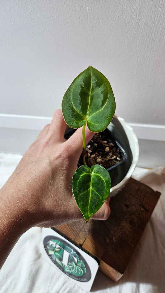 Anthurium Hoffmanii "format SEEDLING" (ANT-588)