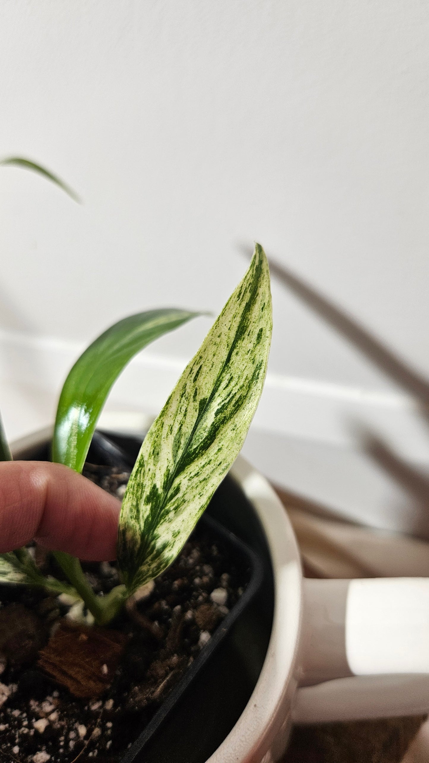 Raphidophora Megasperma Variegata (AUT-022)