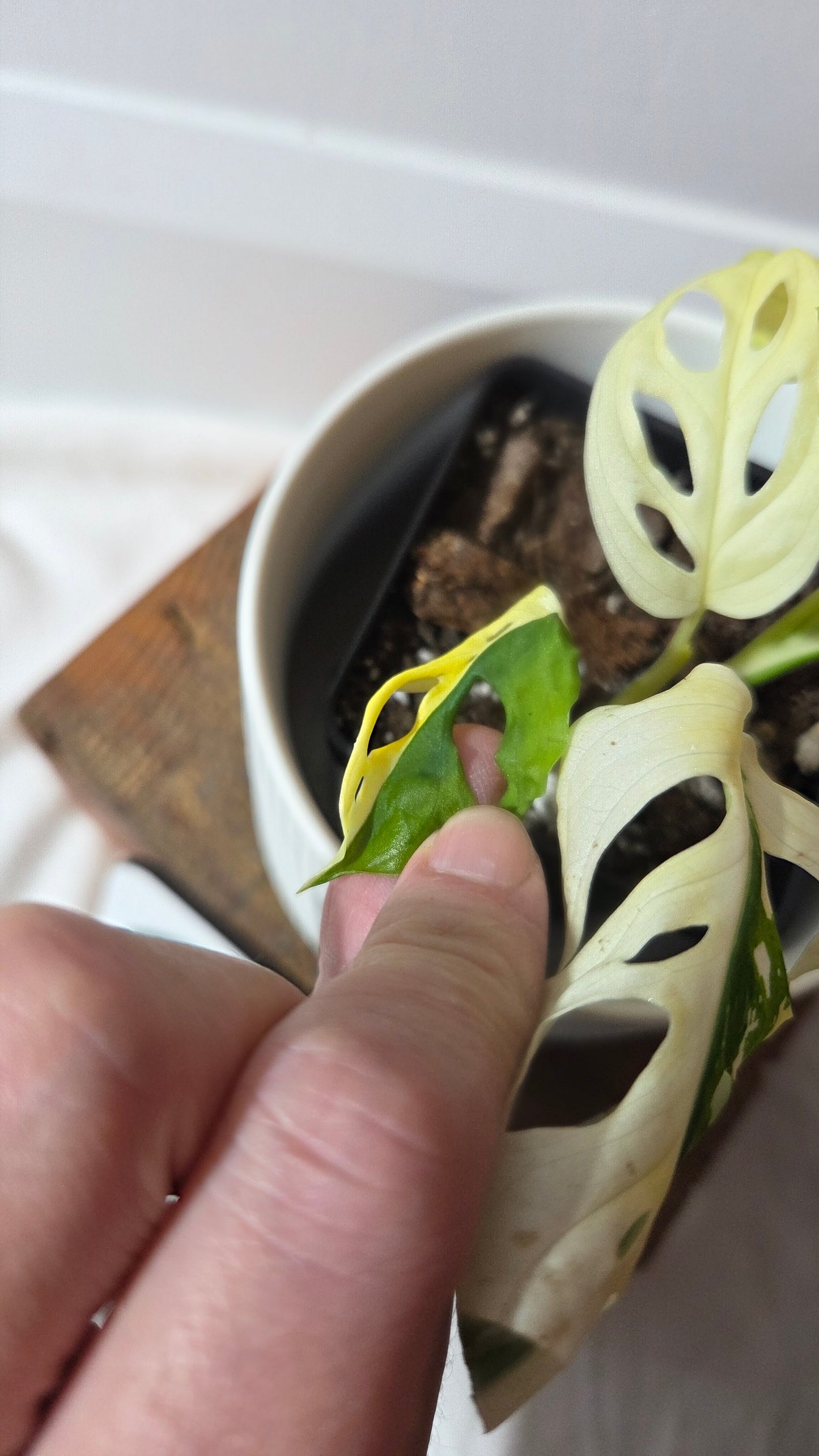 Monstera Andasonii Tricolore (MON-490)