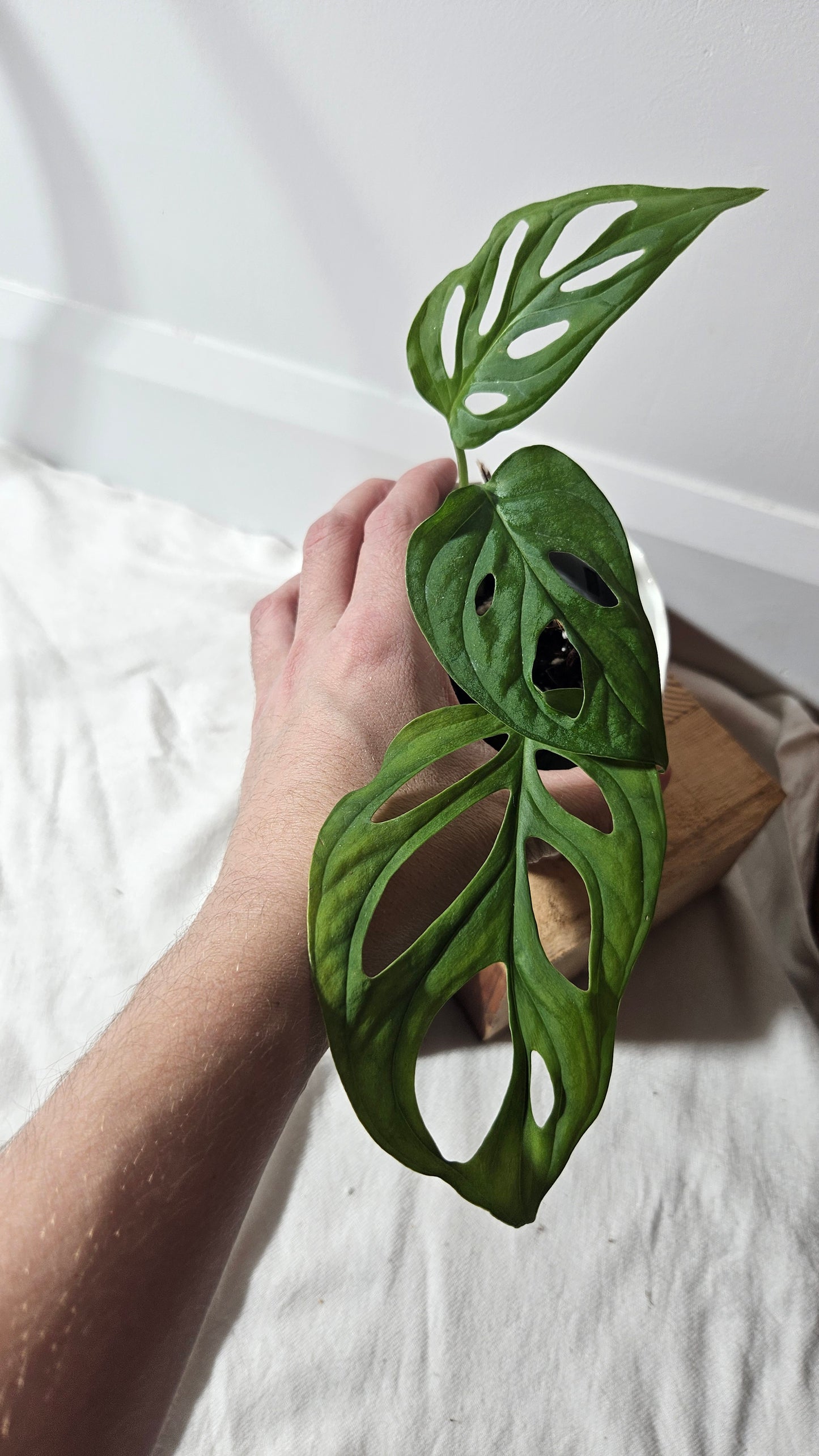 Monstera Obliqua La Bonita (MON-352)