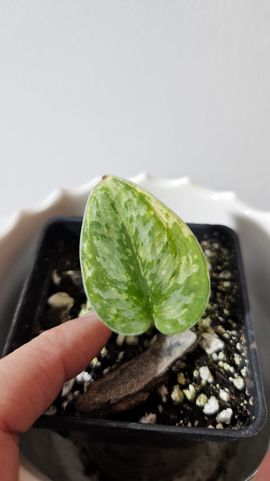 Scindapsus Hologram (SCI-1046)